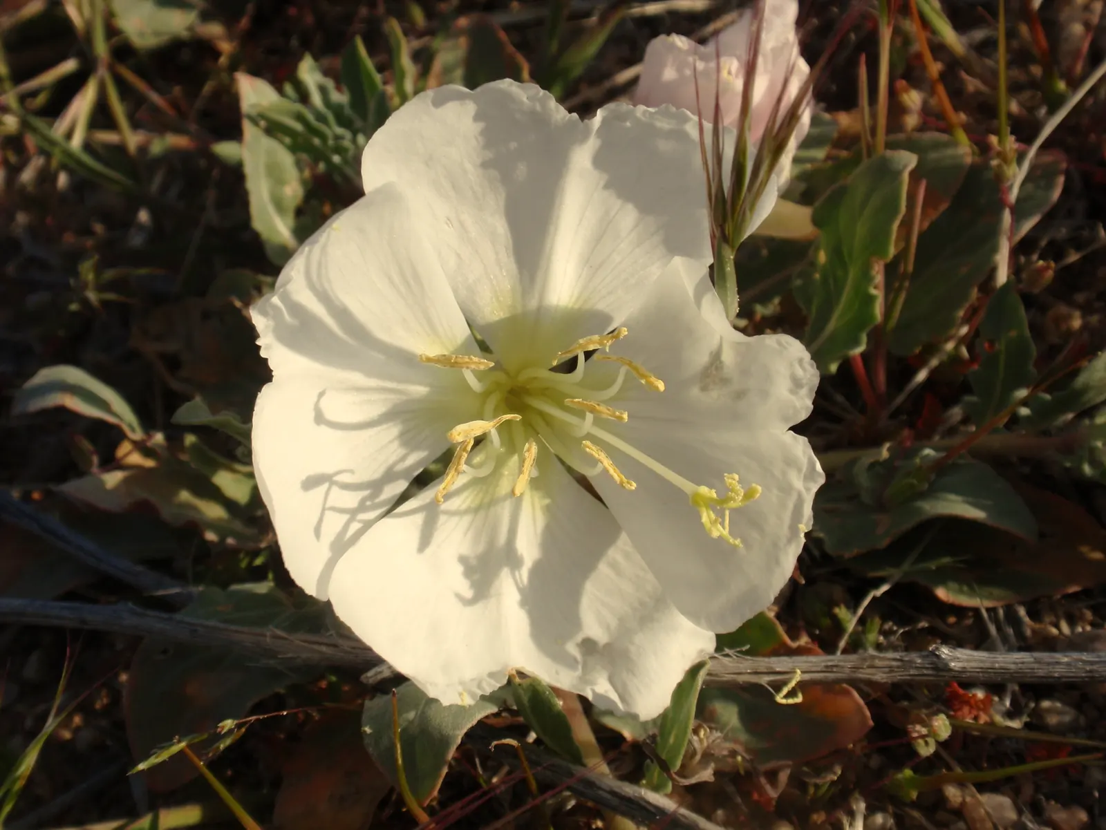 California Evening Primrose (Oenothera californica) — this species flourishes in USDA hardiness zones 8 to 10