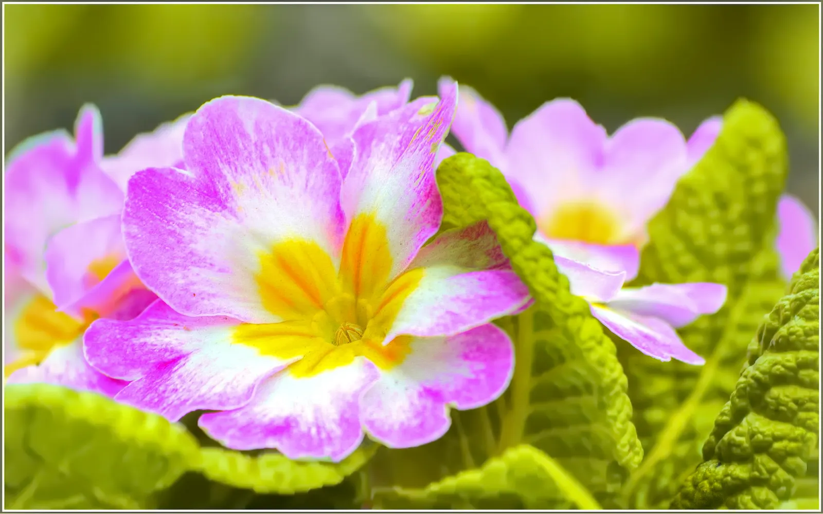 California Evening Primrose (Oenothera californica) — ground cover / perennial with pink and white blooms; ranging between 2 to 6 inches in length