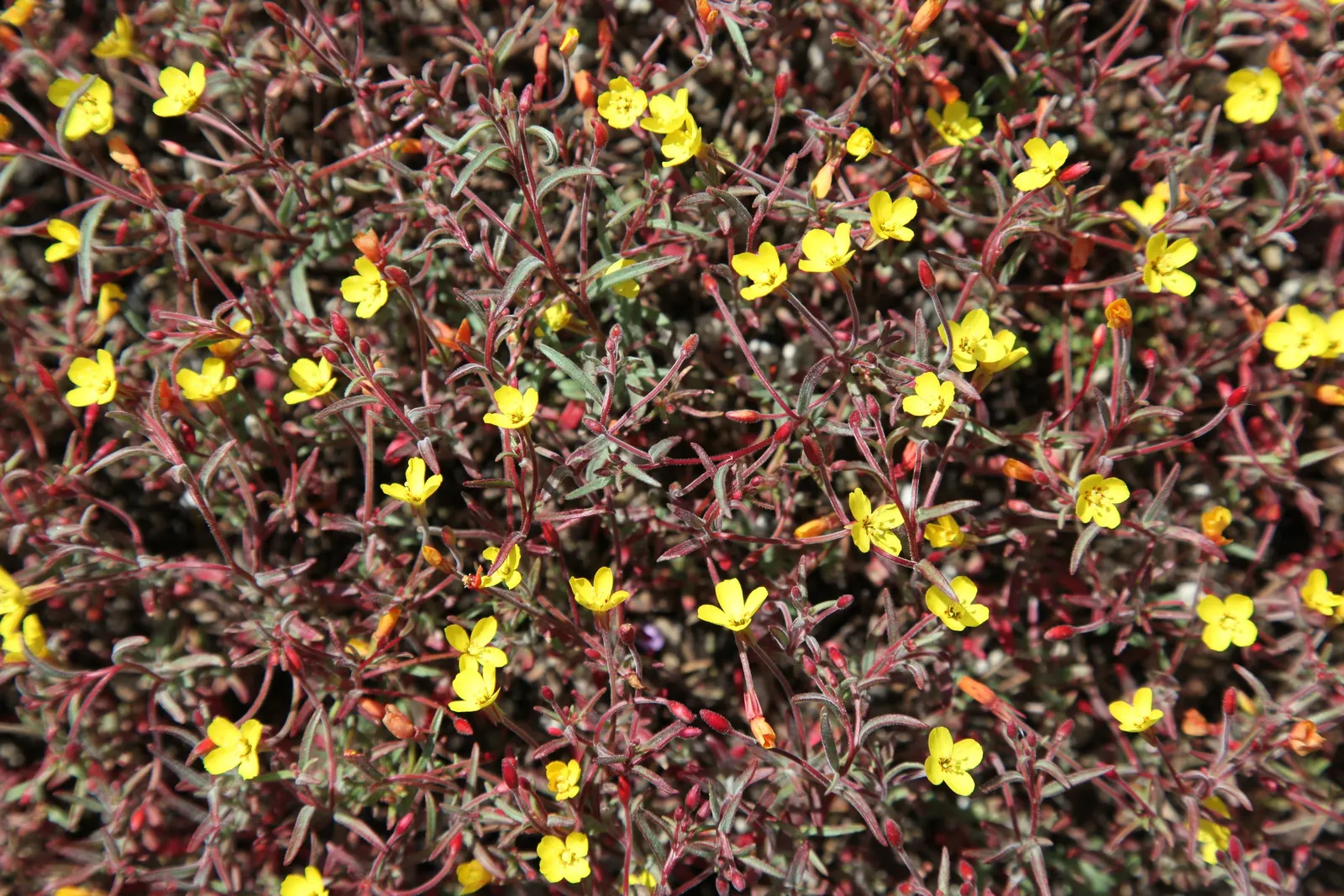 California Evening Primrose (Oenothera californica) — the California Primrose exhibits a low-growing habit; scientifically referred to as Oenothera, image 62