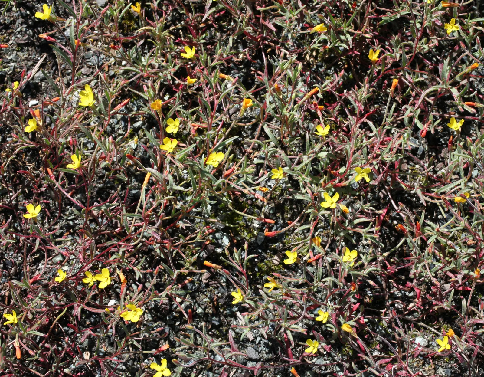 California Evening Primrose (Oenothera californica) — the California Primrose requires full sun exposure and is moderately drought-tolerant once, image 70