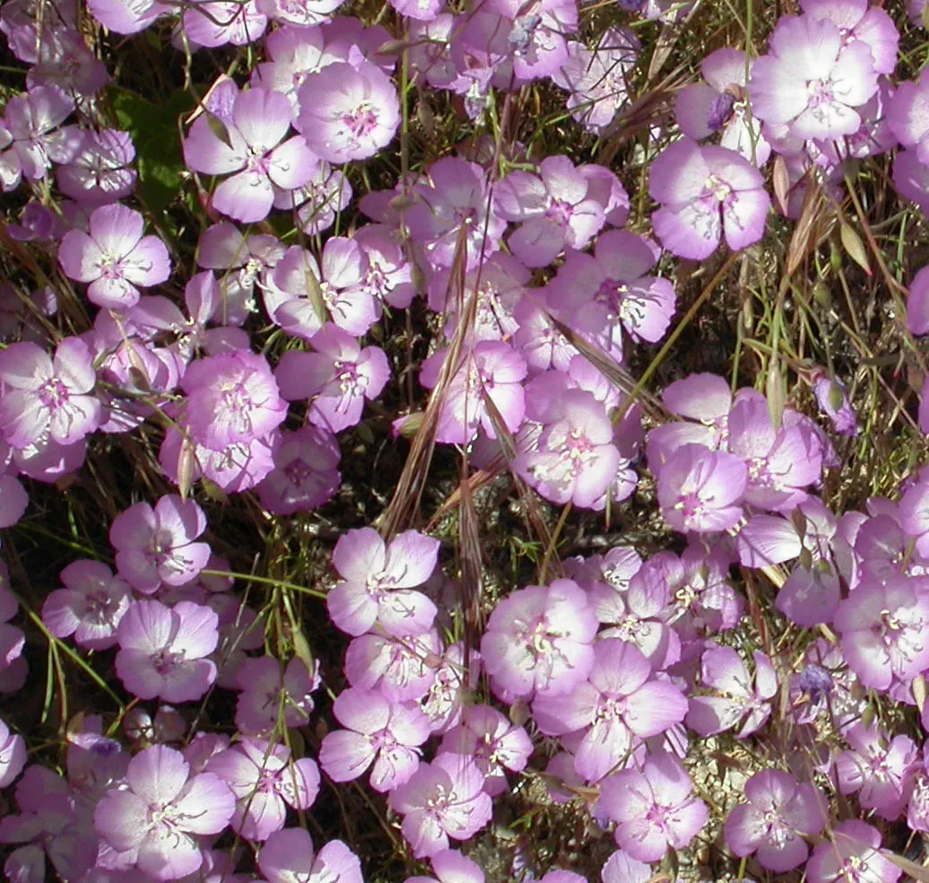 California Evening Primrose (Oenothera californica) — reflecting its adaptability to xeric landscapes