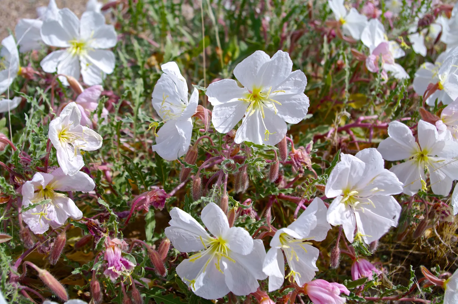 California Evening Primrose (Oenothera californica) — The California Primrose (Oenothera californica) is a drought-tolerant perennial; prefers full, image 51