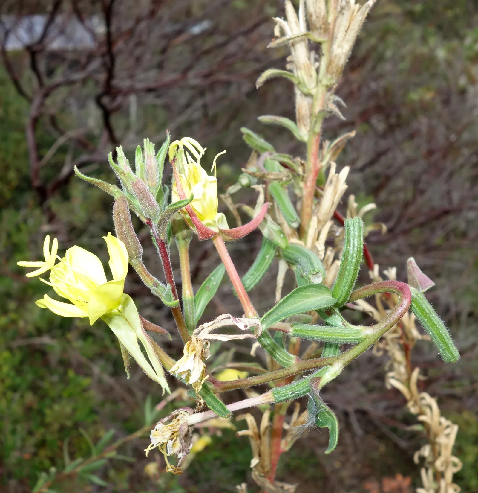 California Evening Primrose (Oenothera californica) — It reaches 6-12 inches in height and spreads 12-18 inches, forming a low-growing rosette, image 53