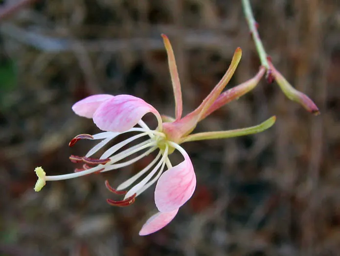 California Evening Primrose (Oenothera californica) — ranging between 2 to 6 inches in length; flourishing with fragrant white to pink blooms that open in the