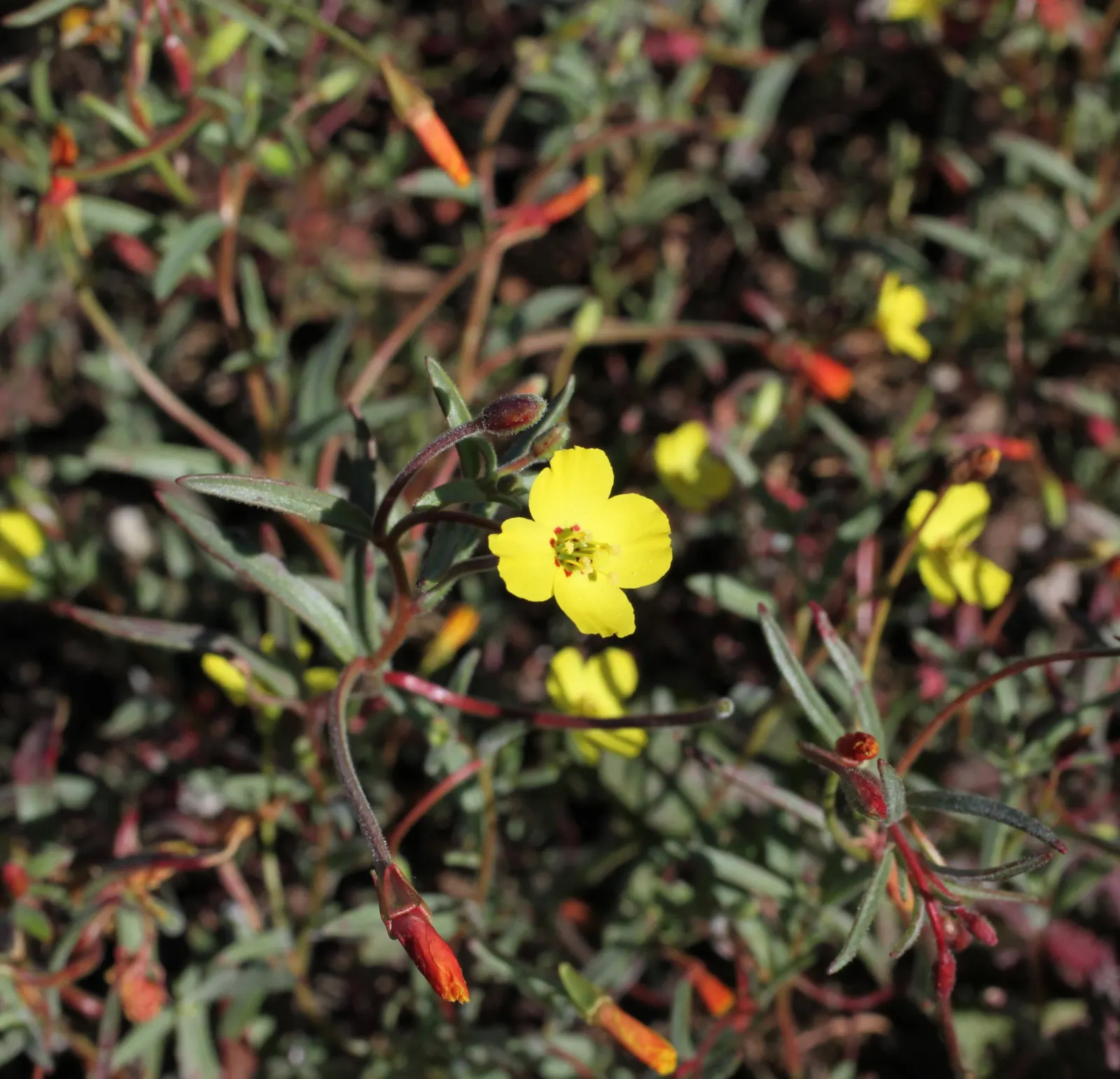 California Evening Primrose (Oenothera californica) — present a radiant creamy white to soft yellow hue and tend to open in the evening; pink and, image 68