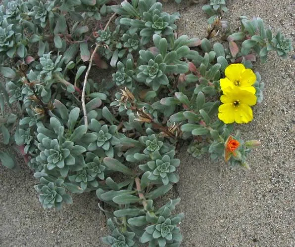 California Evening Primrose (Oenothera californica) — is a superb perennial native to the western United States and excels in arid; it benefits from occasional