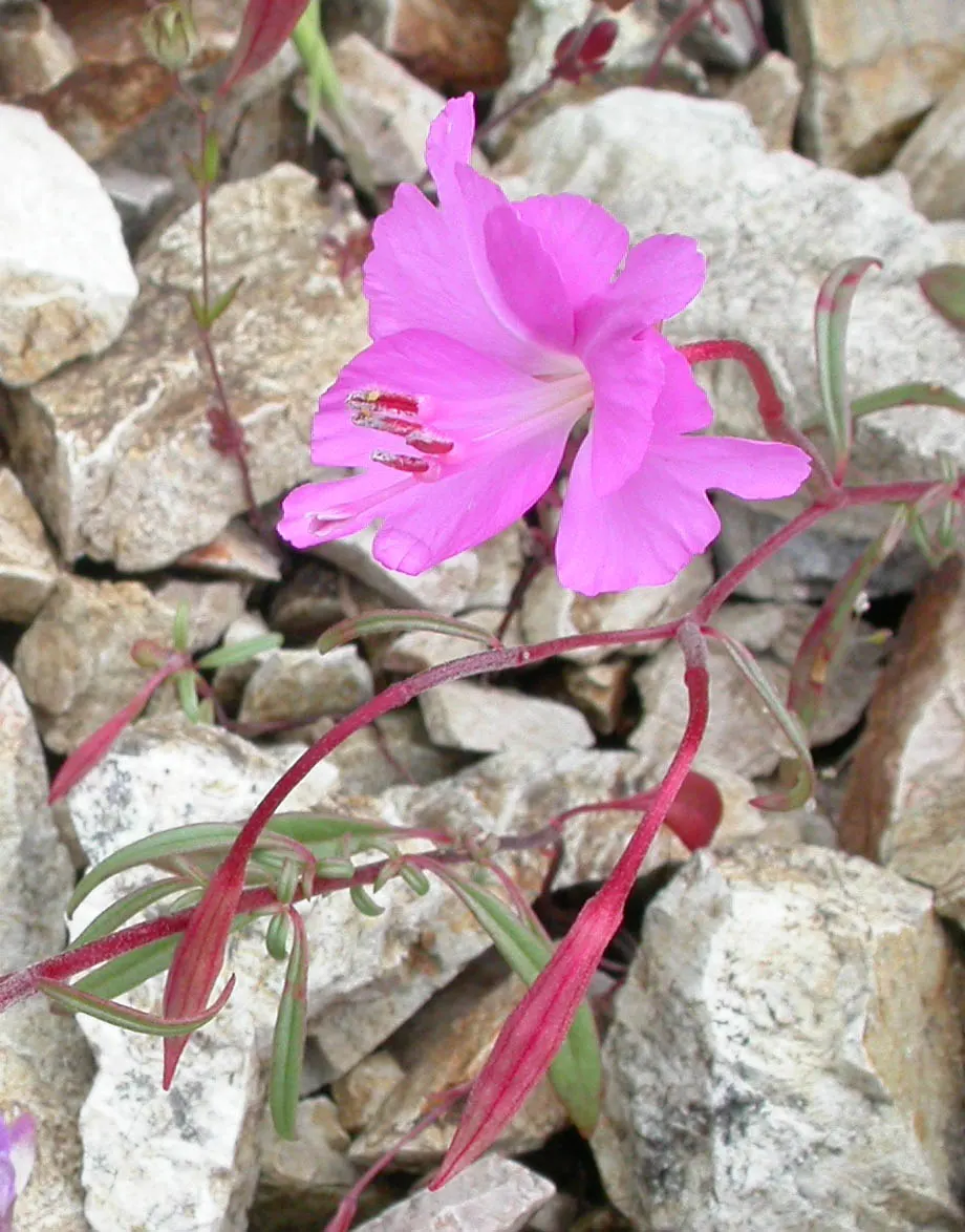 California Evening Primrose (Oenothera californica) — pink and white flowers in the garden; reflecting its adaptability to xeric landscapes