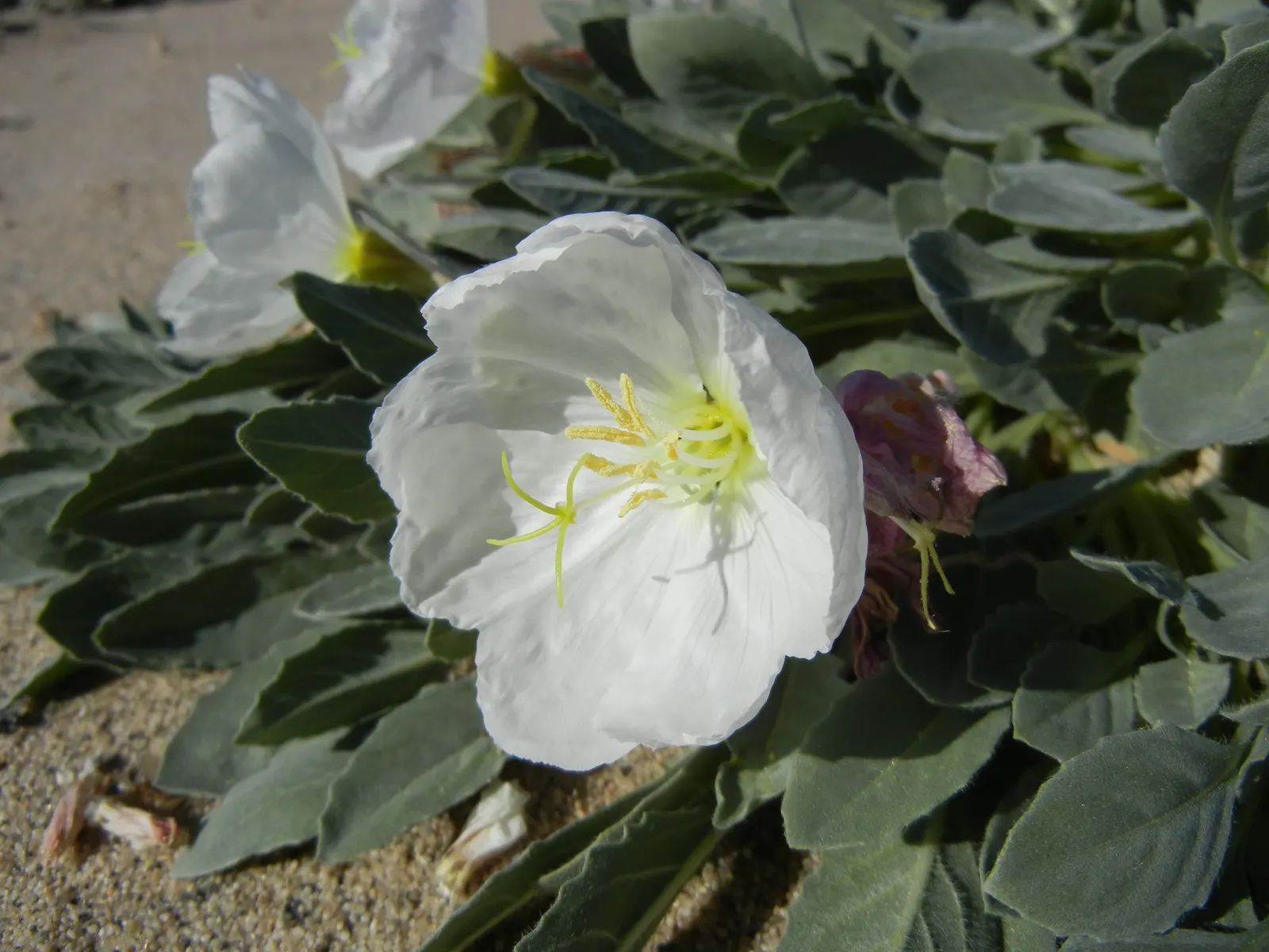 California Evening Primrose (Oenothera californica) — present a radiant creamy white to soft yellow hue and tend to open in the evening; pink and white flowers