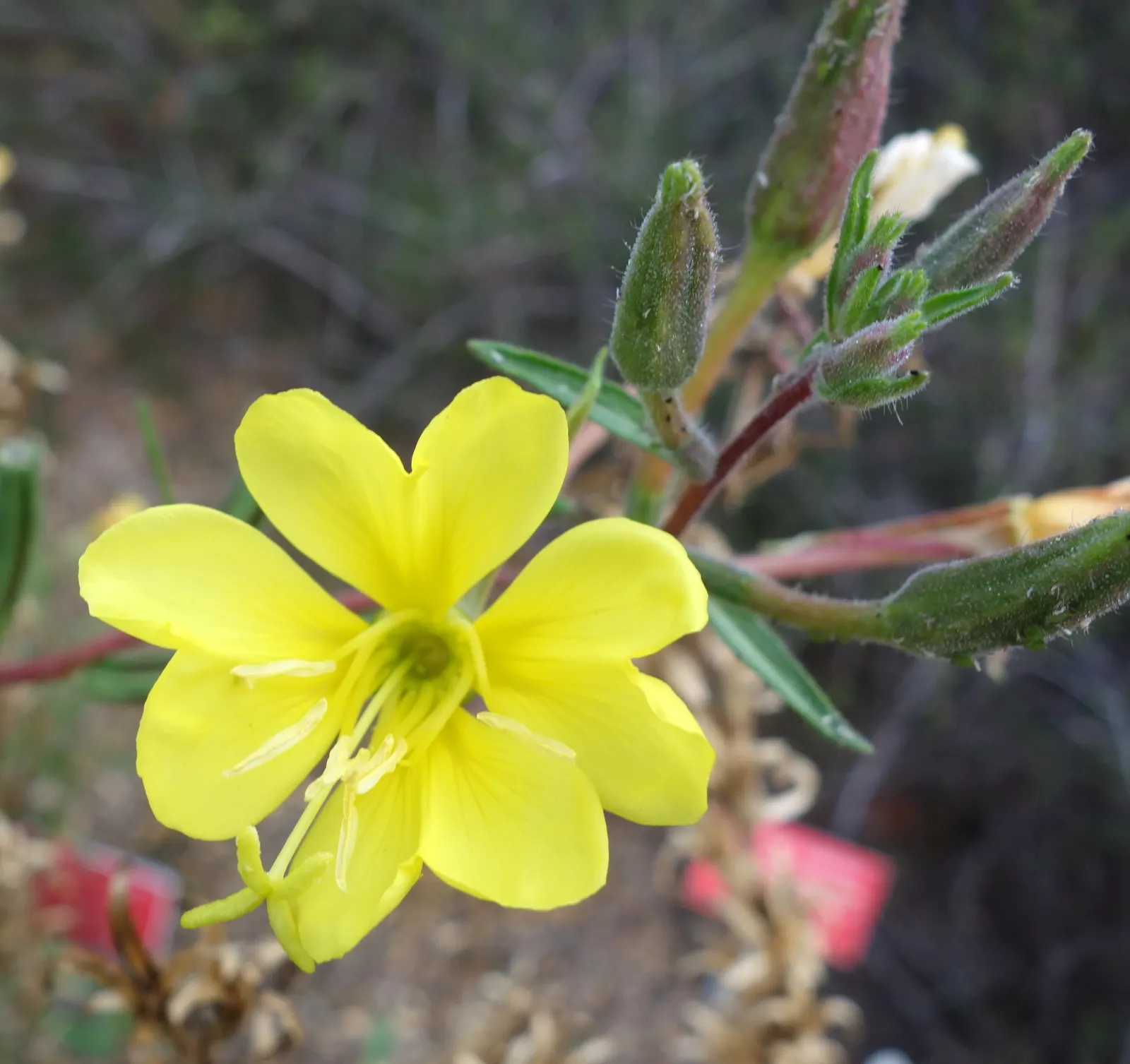 California Evening Primrose (Oenothera californica) — reflecting its adaptability to xeric landscapes; it reaches 6-12 inches in height and spreads, image 58