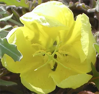 California Evening Primrose (Oenothera californica) — form a basal rosette that is semi-evergreen; a member of the Onagraceae family, image 66