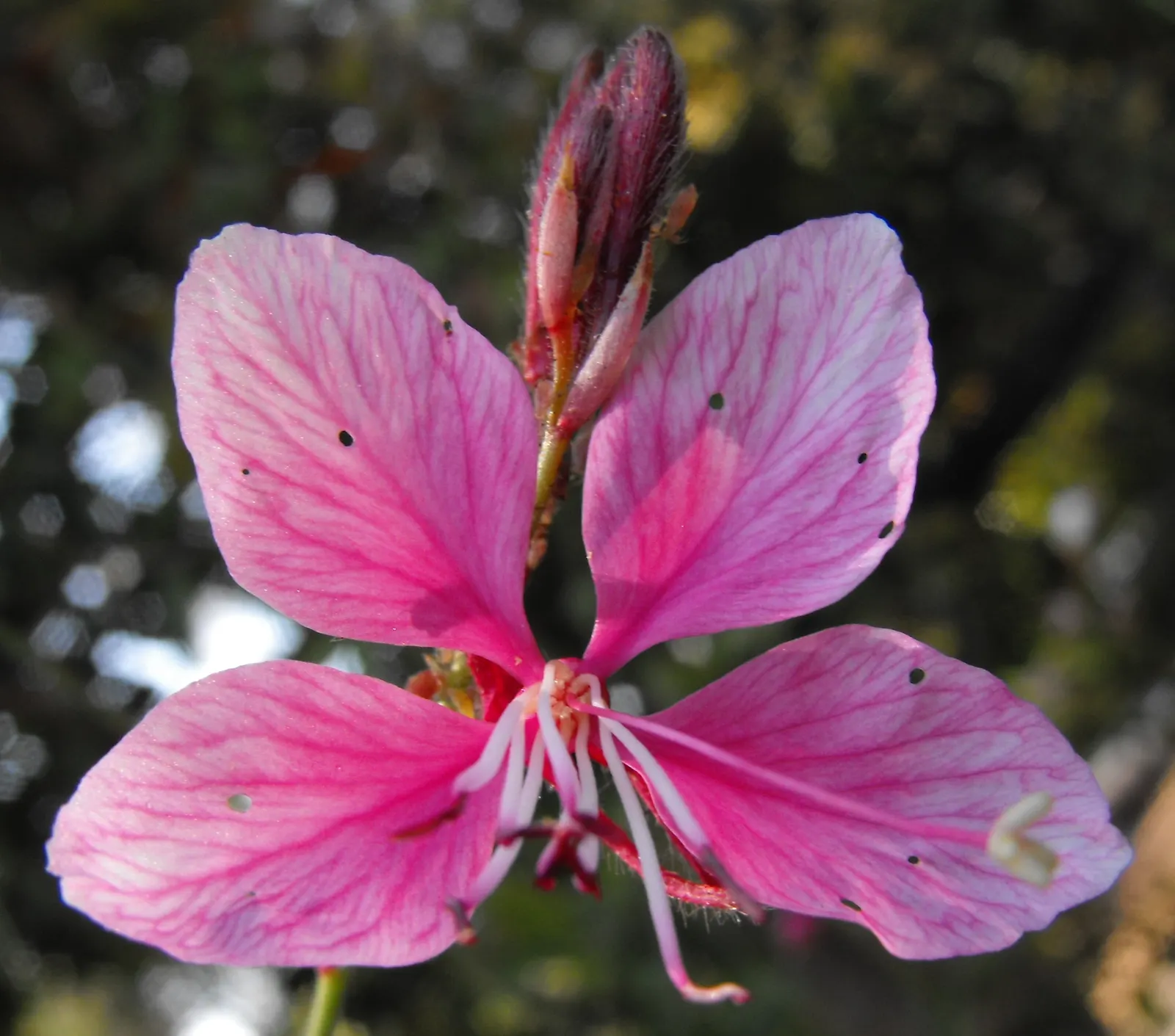 California Evening Primrose (Oenothera californica) — typically reaching a modest height of 6 to 12 inches and spreading 12 to 18 inches wide, image 63
