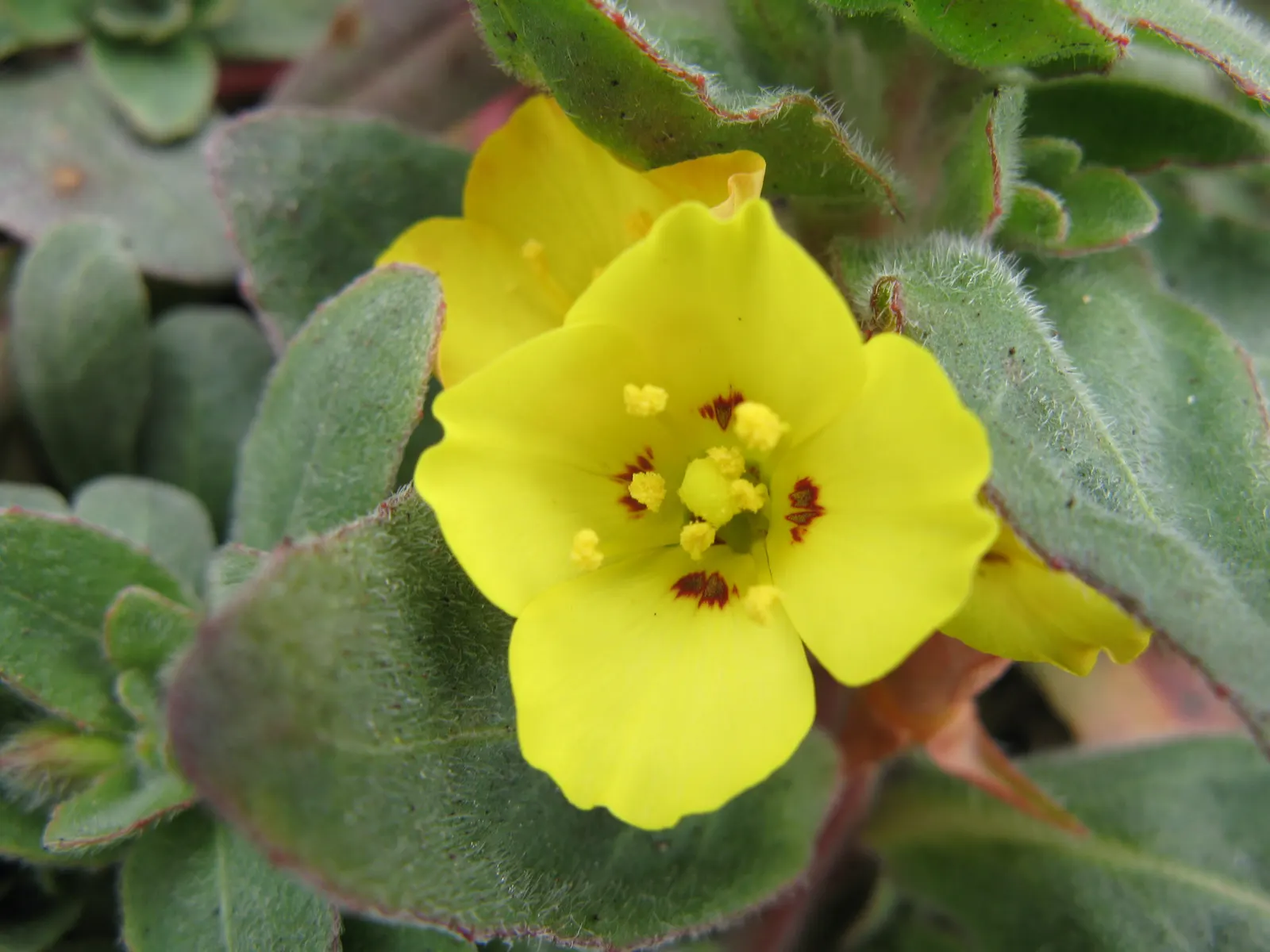 California Evening Primrose (Oenothera californica) — Prefers full sun and well-drained soils, making it ideal for rock gardens and xeriscaping, image 54