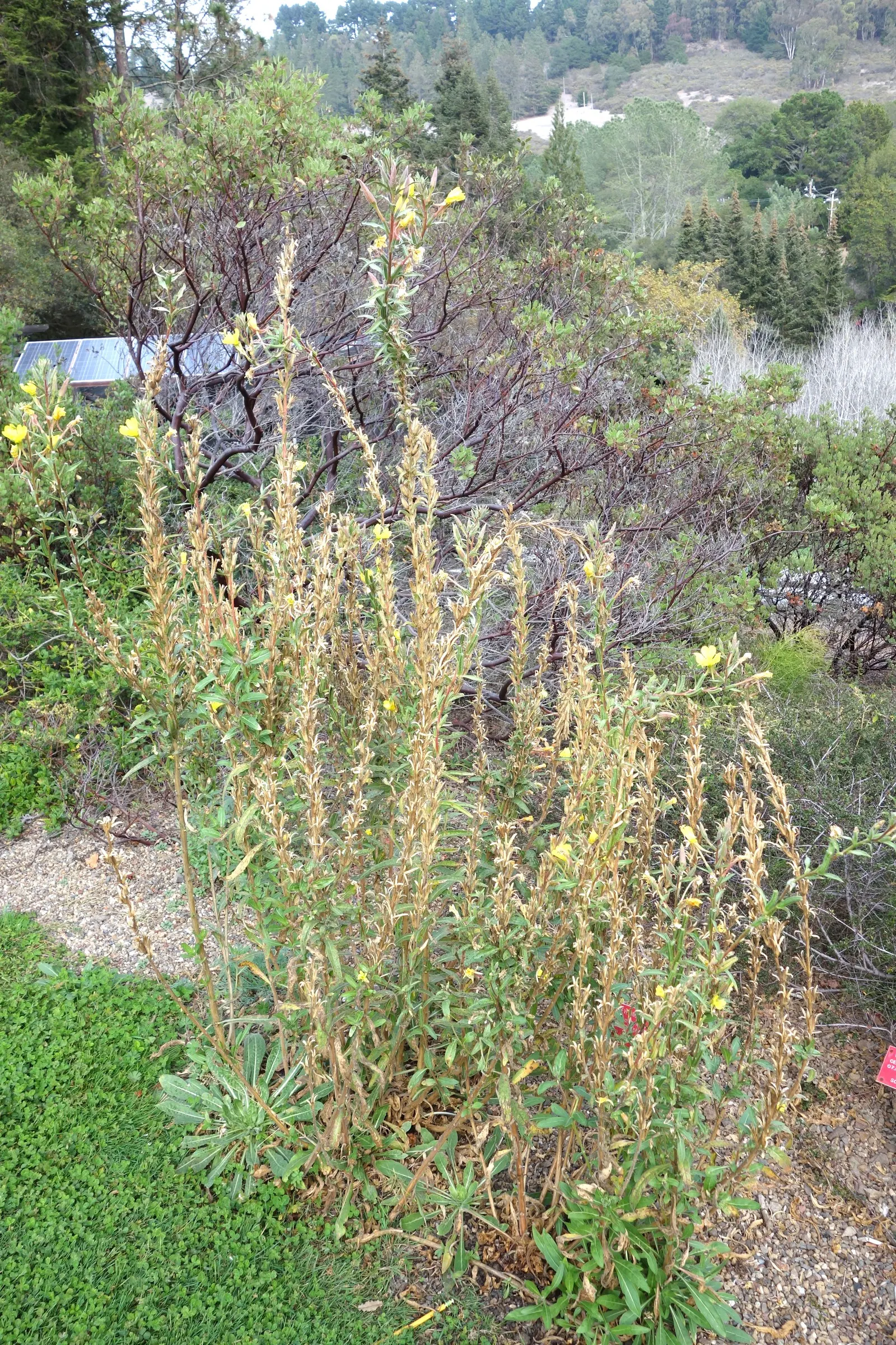 California Evening Primrose (Oenothera californica) — Flowers from late spring to summer, attracting pollinators such as bees and moths; is a, image 55
