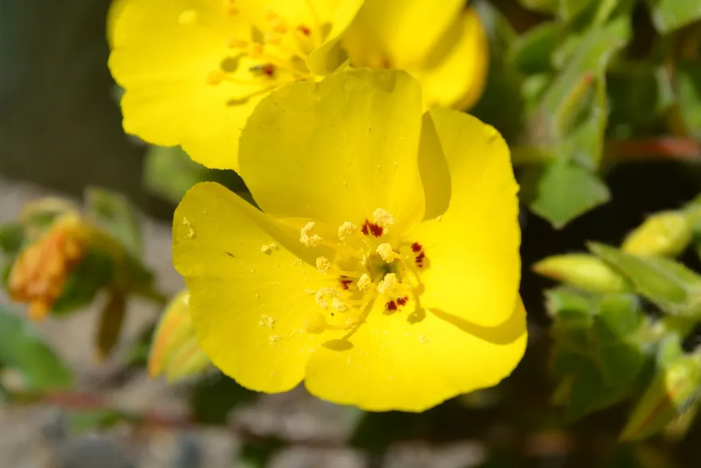 California Evening Primrose (Oenothera californica) — A member of the Onagraceae family; this species flourishes in USDA hardiness zones 8 to 10, image 59