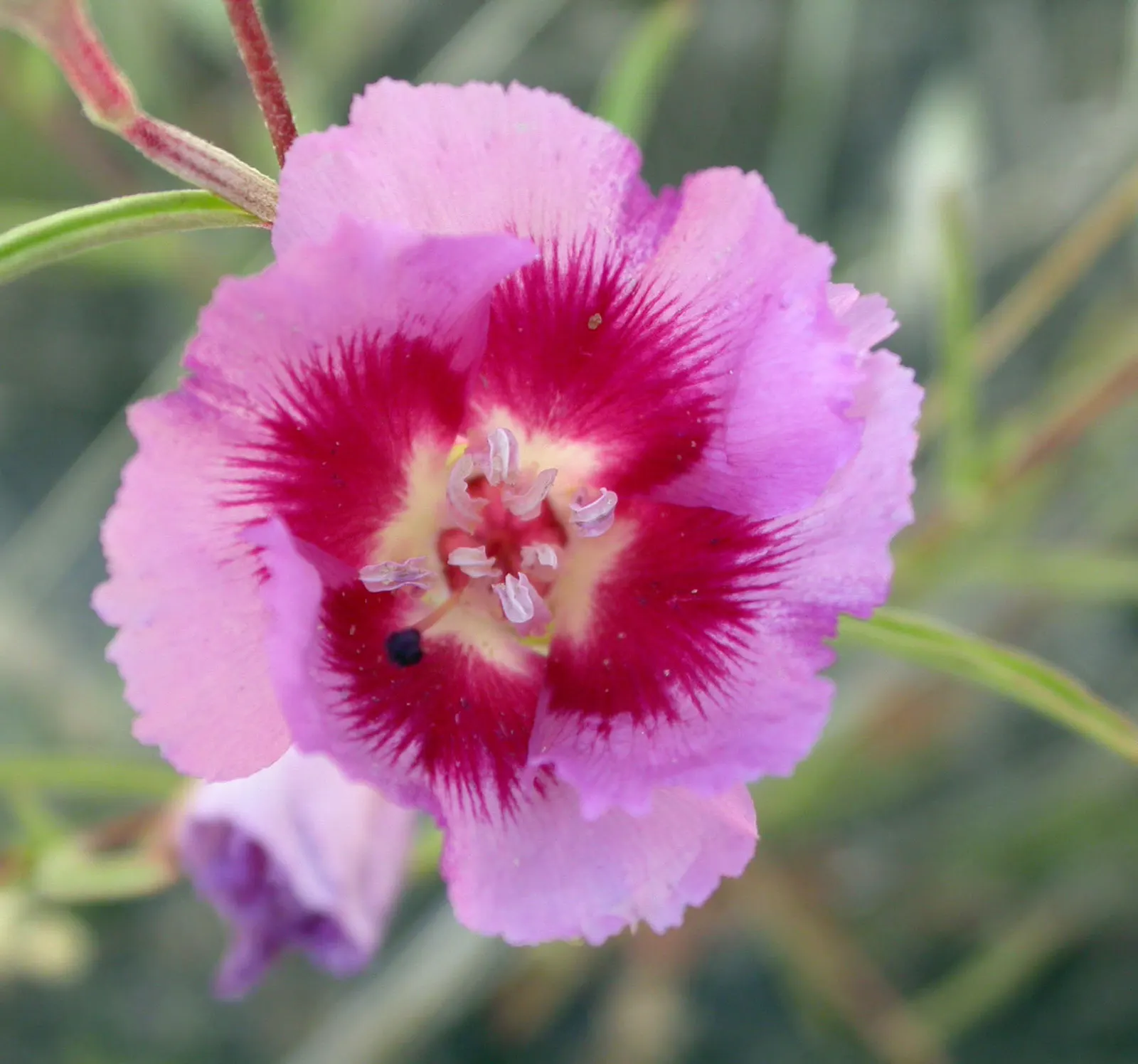 California Evening Primrose (Oenothera californica) — ranging between 2 to 6 inches in length