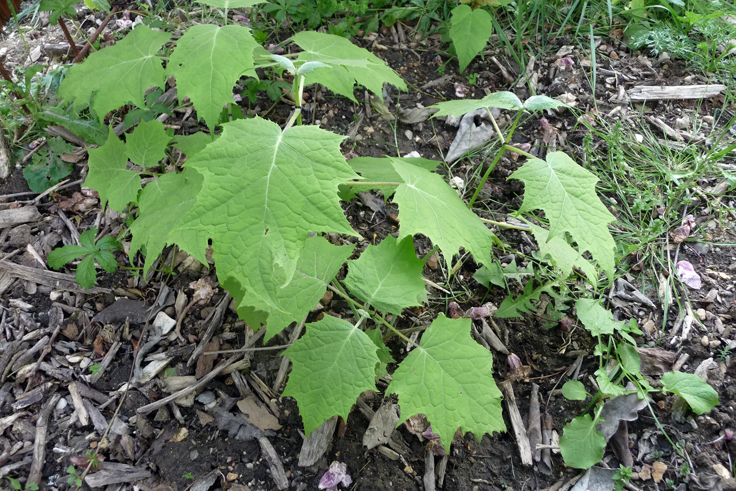 Kirengeshoma (Kirengeshoma Koreana) — pale yellow flowers in late summer to early fall