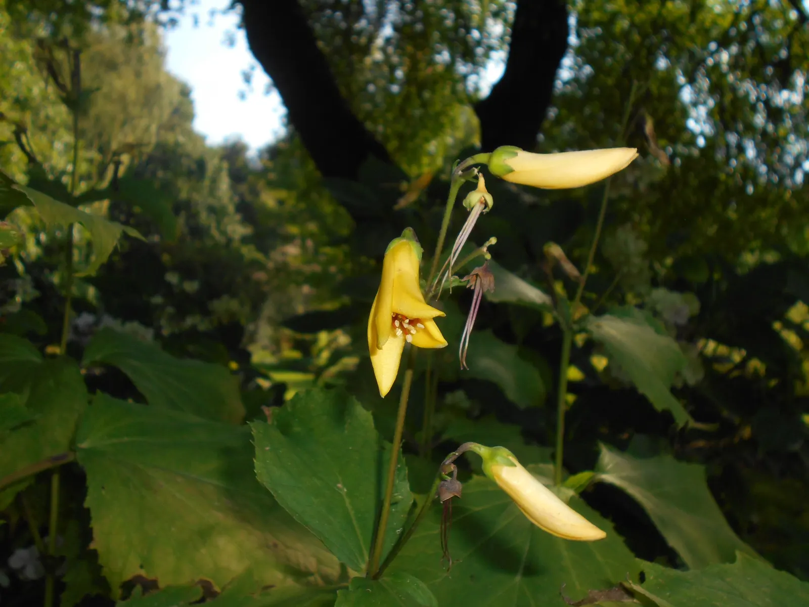 Kirengeshoma (Kirengeshoma Koreana) — This plant is hardy in USDA zones 5 through 8 and is relatively low maintenance