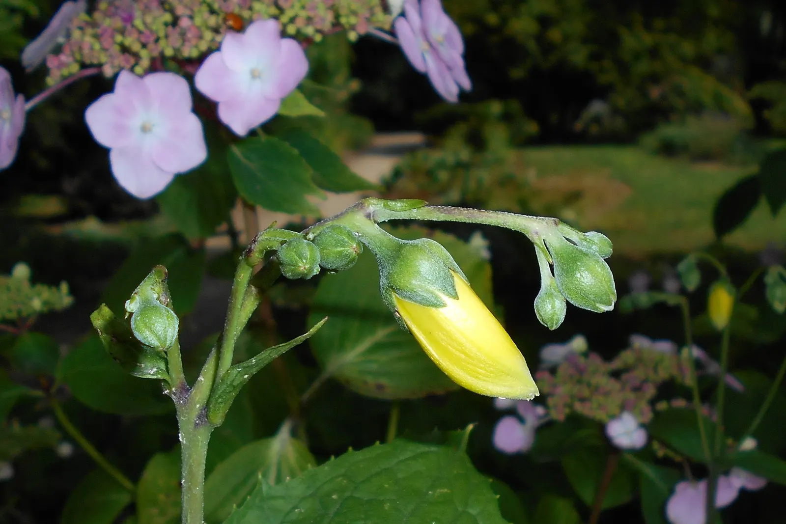 Kirengeshoma (Kirengeshoma Koreana) — providing a lush backdrop throughout the growing season.<br><br>From late summer into early fall; moreover, it offers the