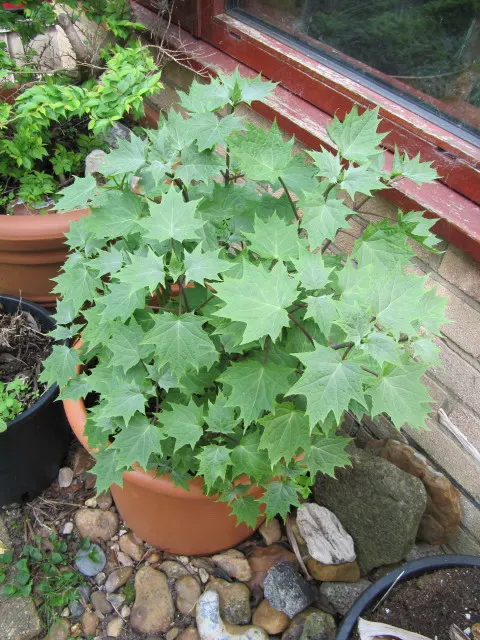 Kirengeshoma (Kirengeshoma Koreana) — is an elegant herbaceous perennial that brings a touch of understated beauty to partial and full shade, image 54