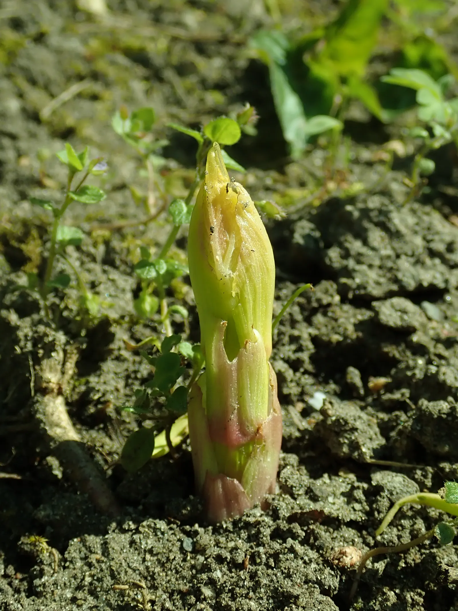 Kirengeshoma (Kirengeshoma Koreana) — well-drained soil with a consistent moisture level; this plant is hardy in USDA zones 5 through 8 and is relatively low