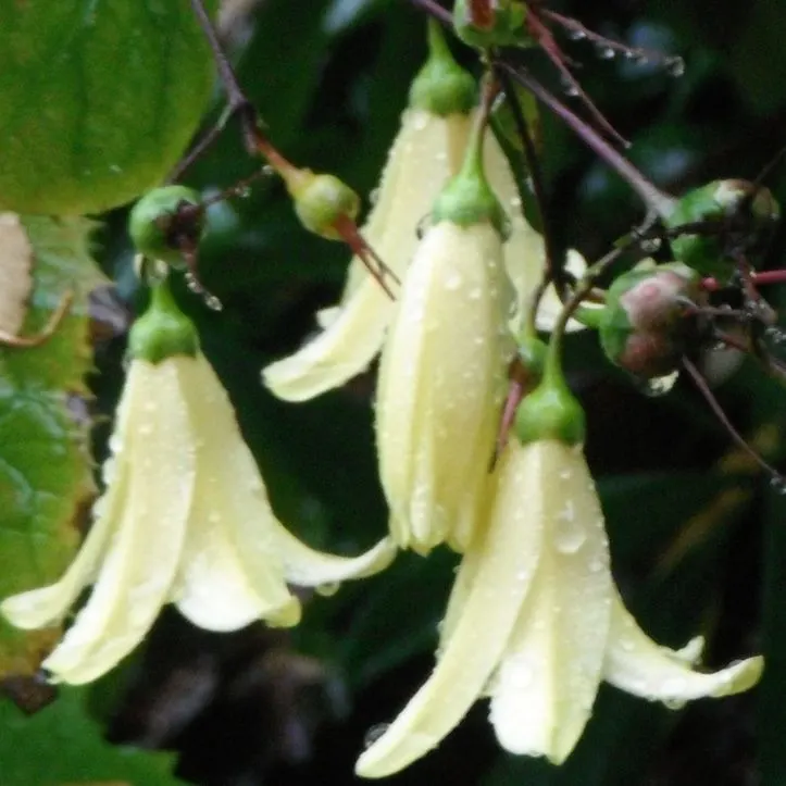 Kirengeshoma (Kirengeshoma Koreana) — The delicate bell-shaped blooms are approximately 1 to 1.5 inches in length and dangle from arching stems; clump-forming