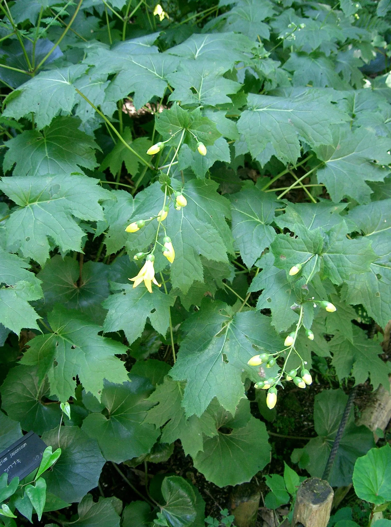 Kirengeshoma (Kirengeshoma Koreana) — yet striking contrast against its dark green foliage