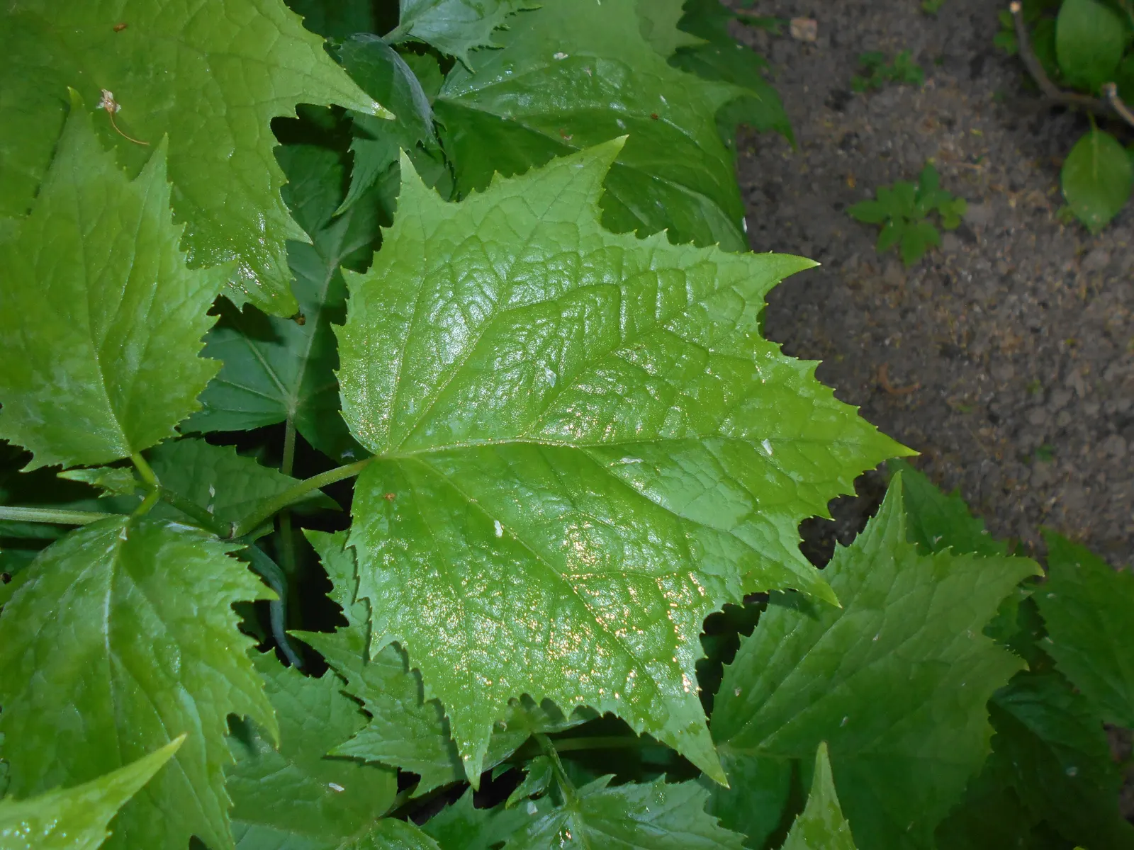 Kirengeshoma (Kirengeshoma Koreana) — pale yellow flowers in late summer to early fall; rarely suffering from pest and disease problems, image 49