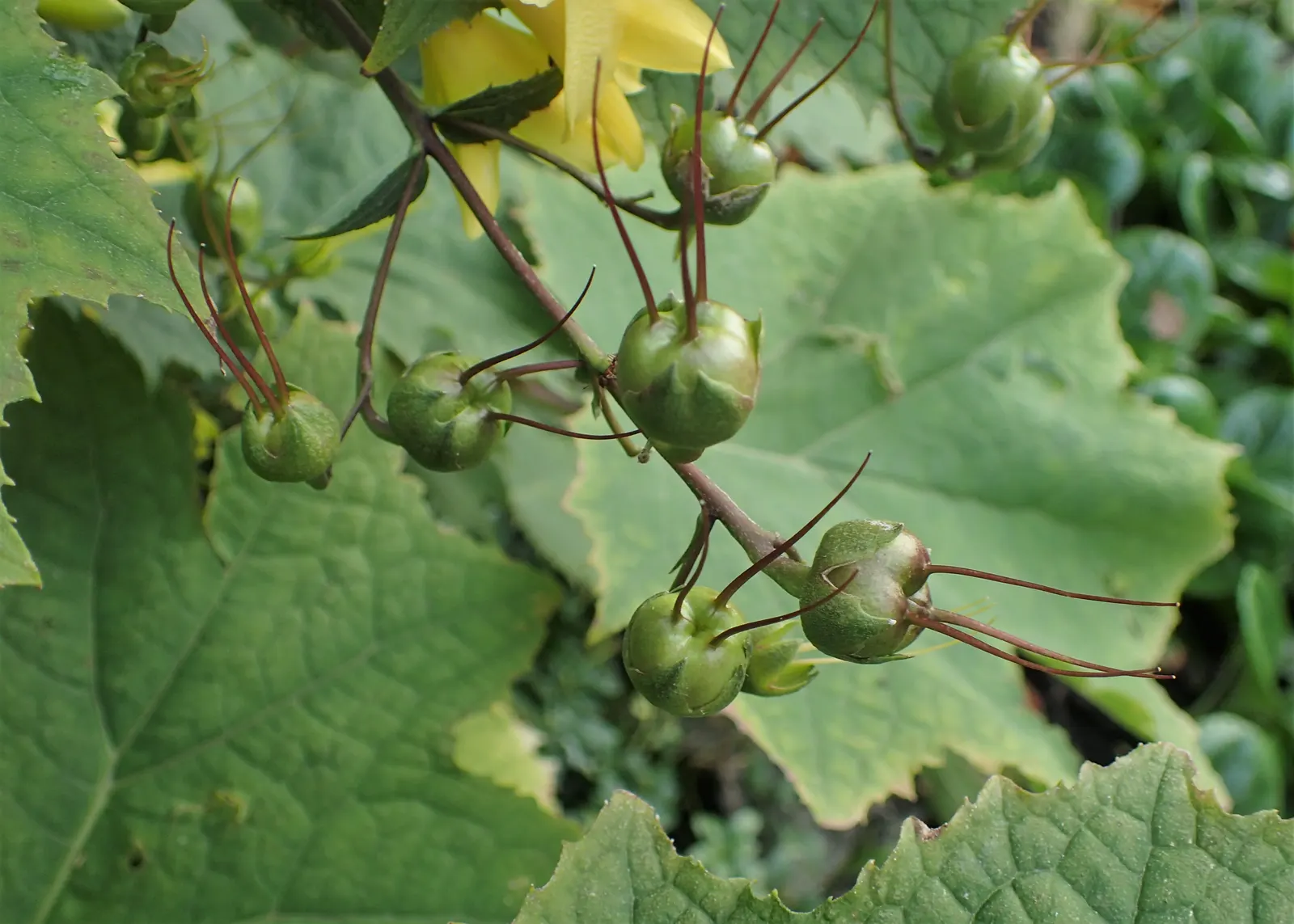 Kirengeshoma (Kirengeshoma Koreana) — This plant is hardy in USDA zones 5 through 8 and is relatively low maintenance; or Korean yellow wax bells