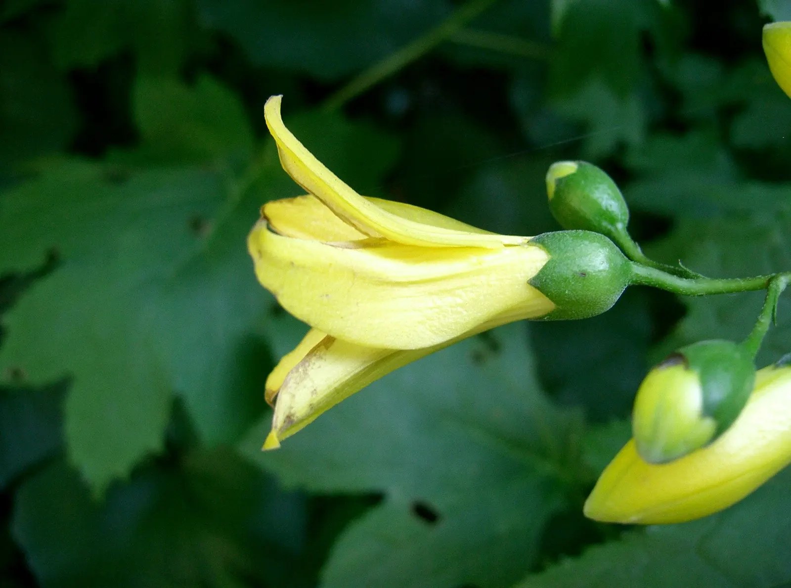 Kirengeshoma (Kirengeshoma Koreana) — or Korean yellow wax bells; its maple-like leaves offer a lush backdrop, reaching up to 3 feet in height and, image 47
