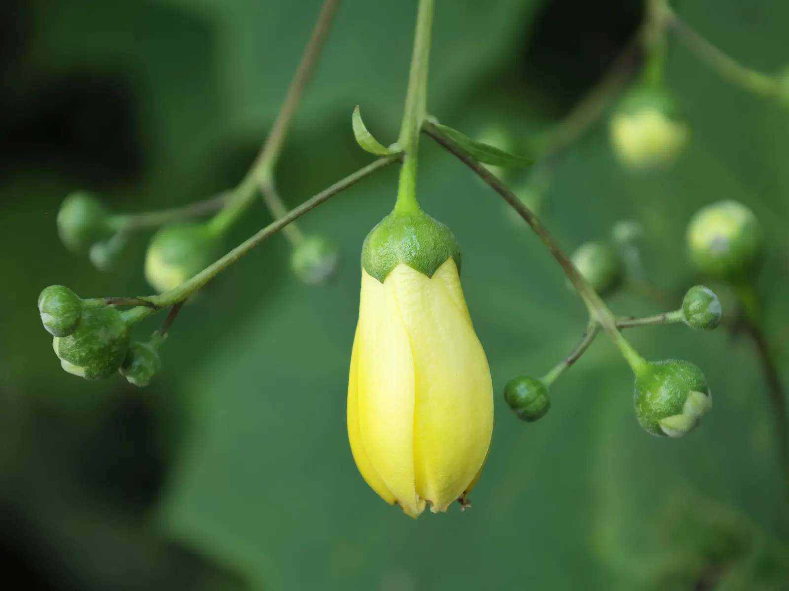 Kirengeshoma (Kirengeshoma Koreana) — is a shade-loving perennial boasting bell-shaped; the foliage is deeply lobed
