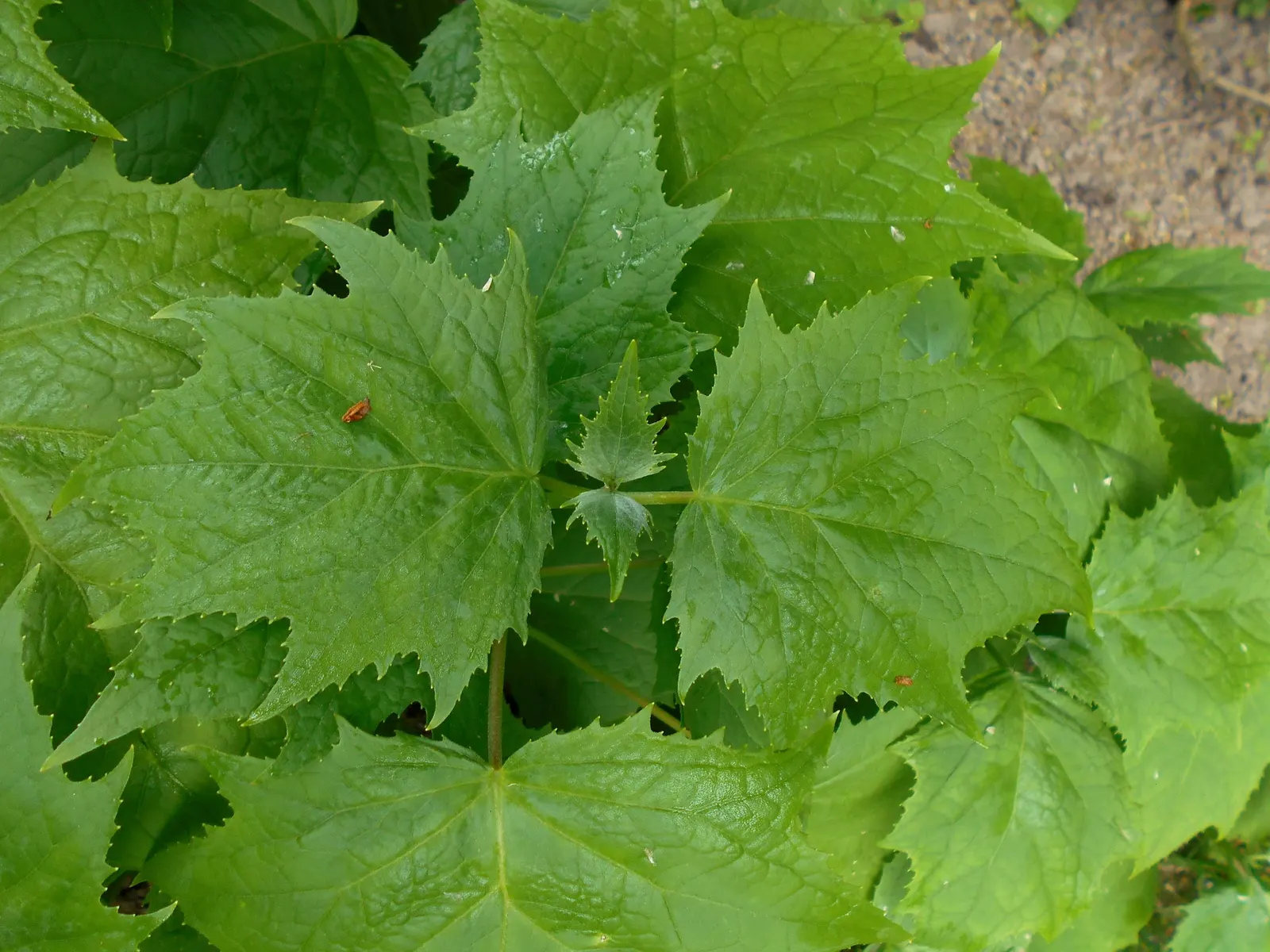 Kirengeshoma (Kirengeshoma Koreana) — The foliage is deeply lobed
