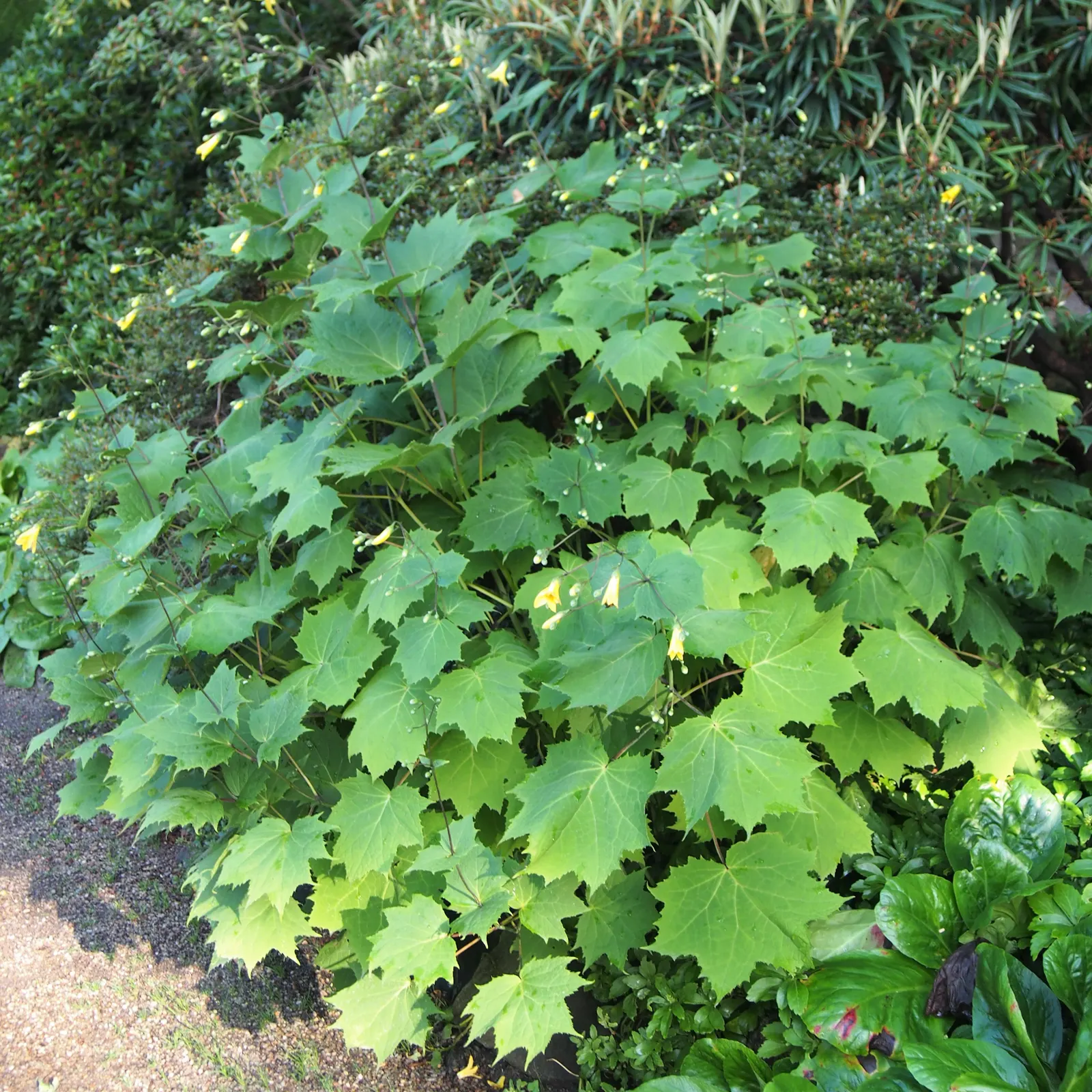 Kirengeshoma (Kirengeshoma Koreana) — is a shade-loving perennial boasting bell-shaped; the foliage is deeply lobed, image 48