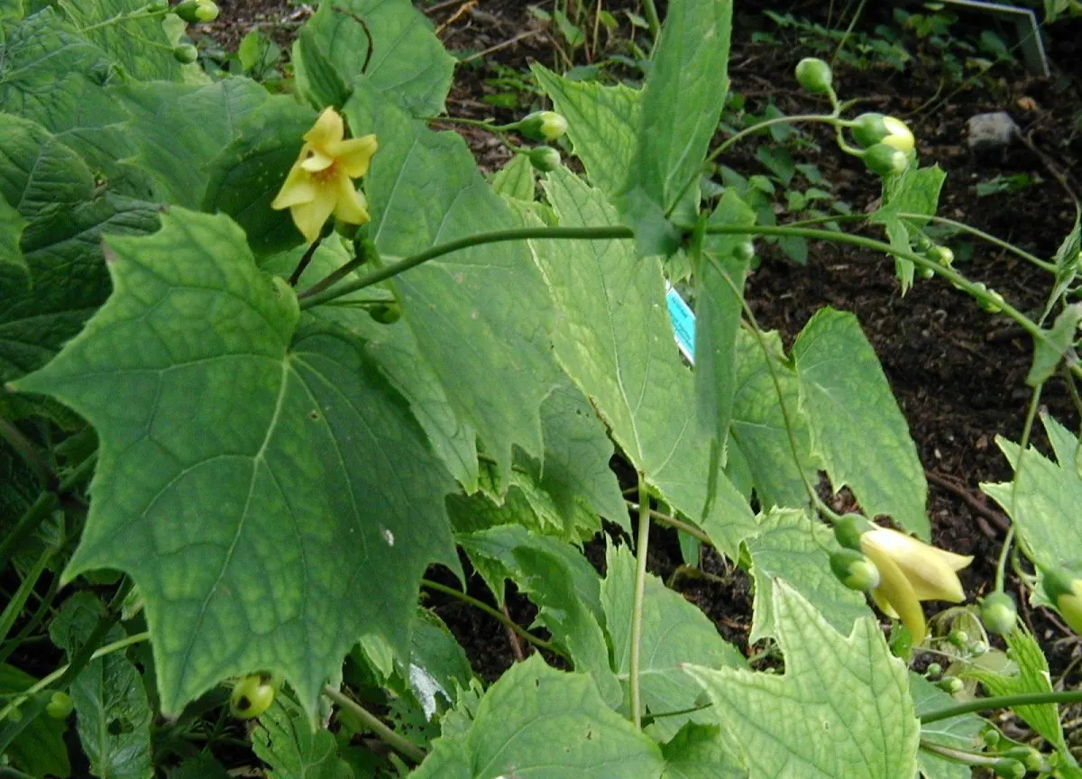 Kirengeshoma (Kirengeshoma Koreana) — more commonly referred to as Korean kirengeshoma; perennial for deep shade or shade, image 53