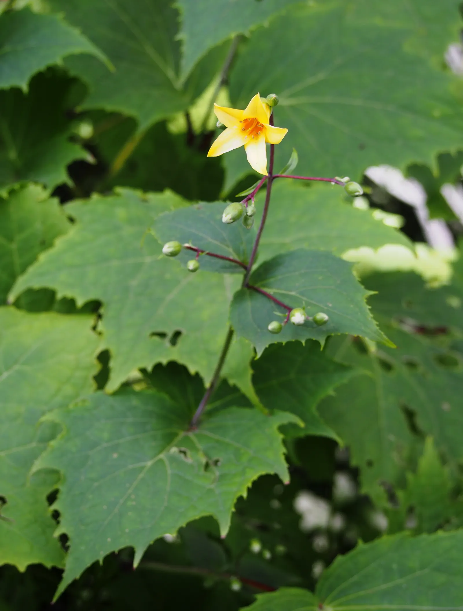 Kirengeshoma (Kirengeshoma Koreana) — Ideal for USDA zones 5-8, this low-maintenance plant thrives in moist, well-drained soil; this refined woodland plant