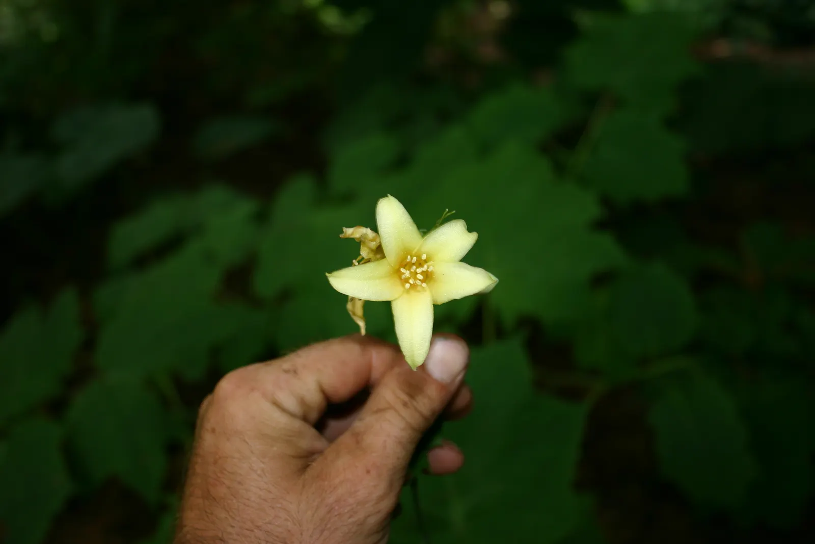 Kirengeshoma (Kirengeshoma Koreana) — perennial for deep shade or shade; with its stately foliage and distinctive flowers
