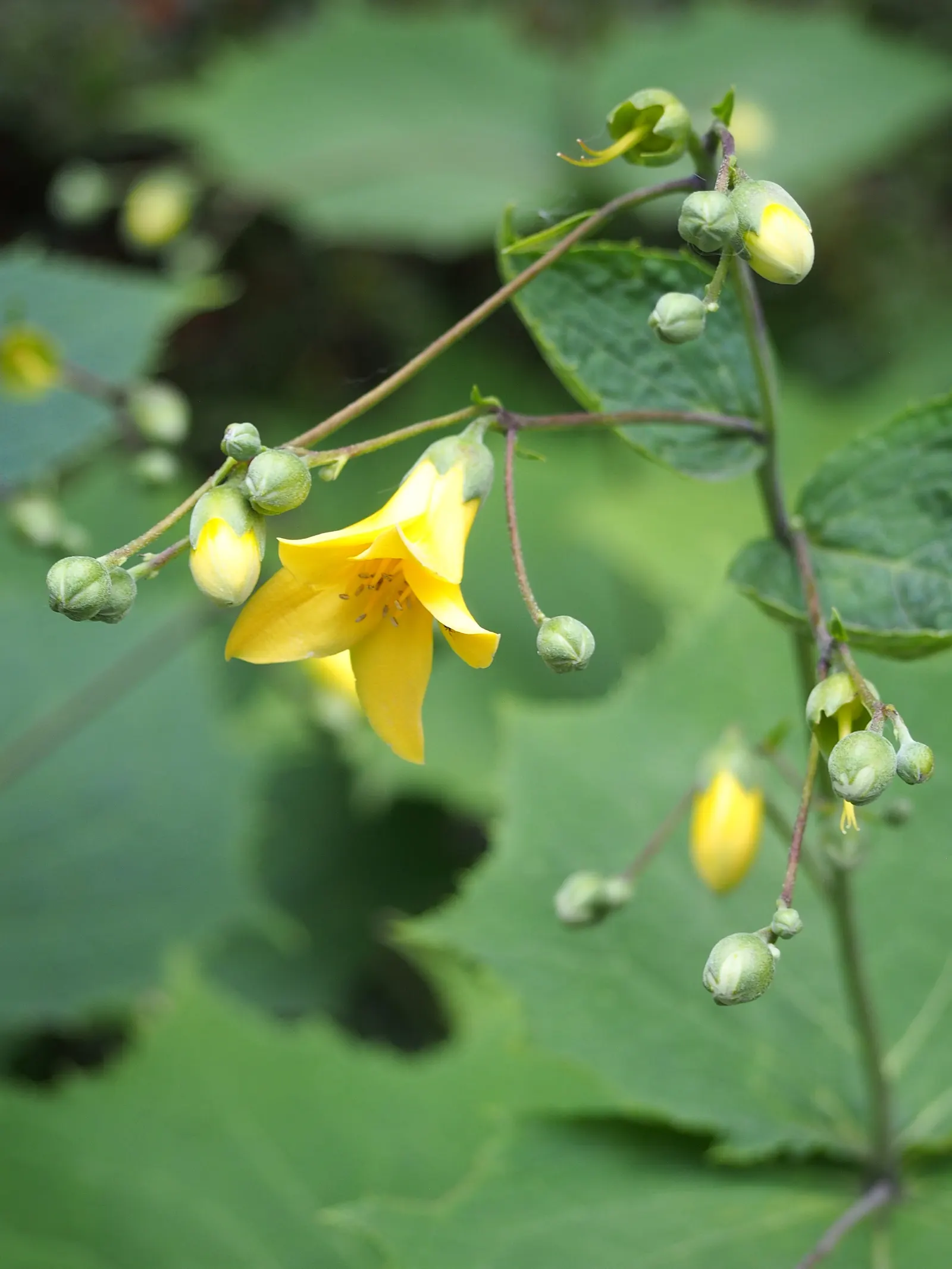Kirengeshoma (Kirengeshoma Koreana) — Its maple-like leaves offer a lush backdrop, reaching up to 3 feet in height and spread
