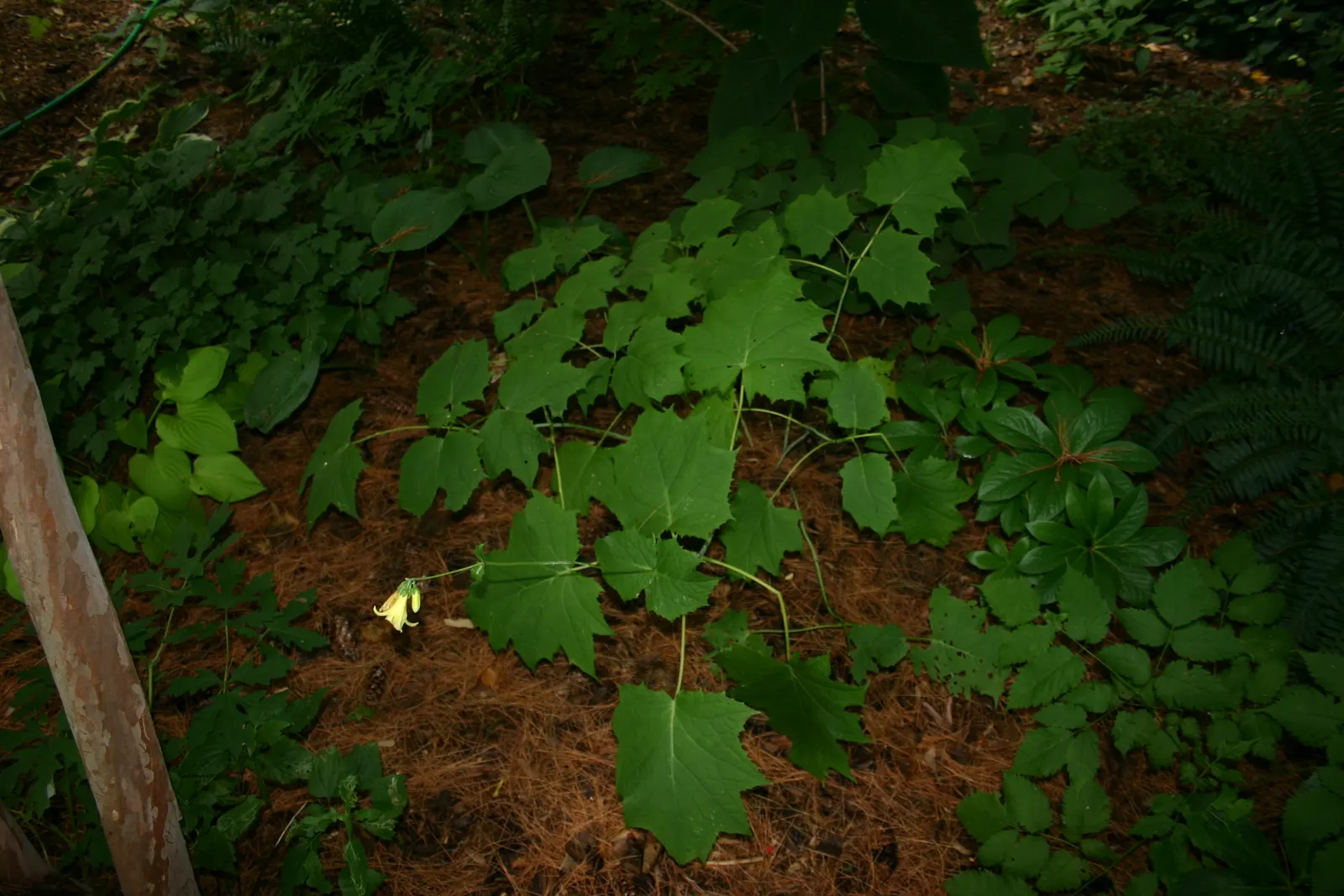 Kirengeshoma (Kirengeshoma Koreana) — more commonly referred to as Korean kirengeshoma