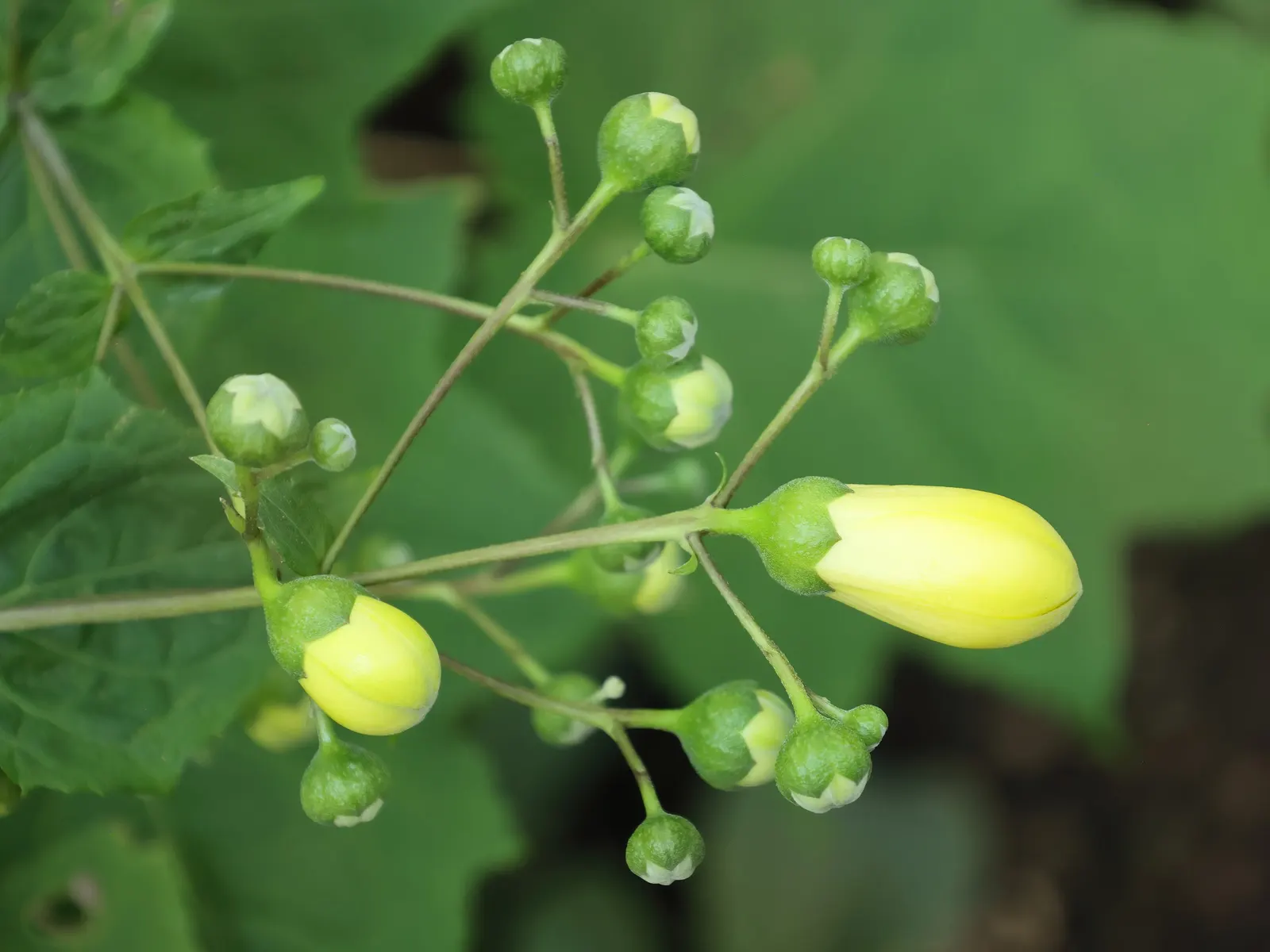Kirengeshoma (Kirengeshoma Koreana) — Provides elegant texture in woodland gardens, with minimal pest and disease issues; well-drained soil with a, image 52