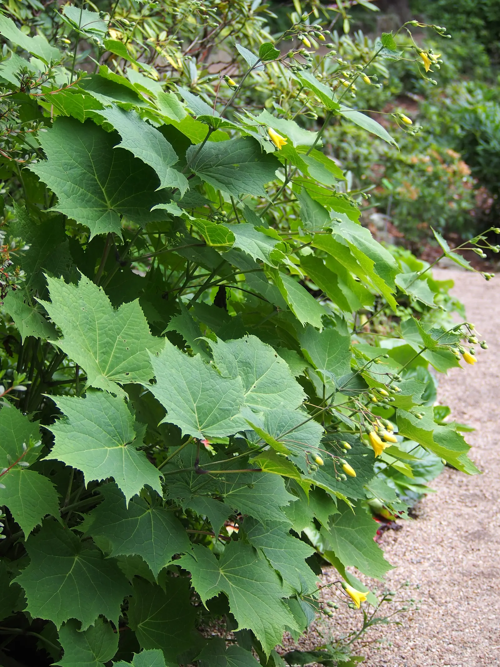 Kirengeshoma (Kirengeshoma Koreana) — This refined woodland plant originates from the understory of Korean forests; yet striking contrast against, image 55