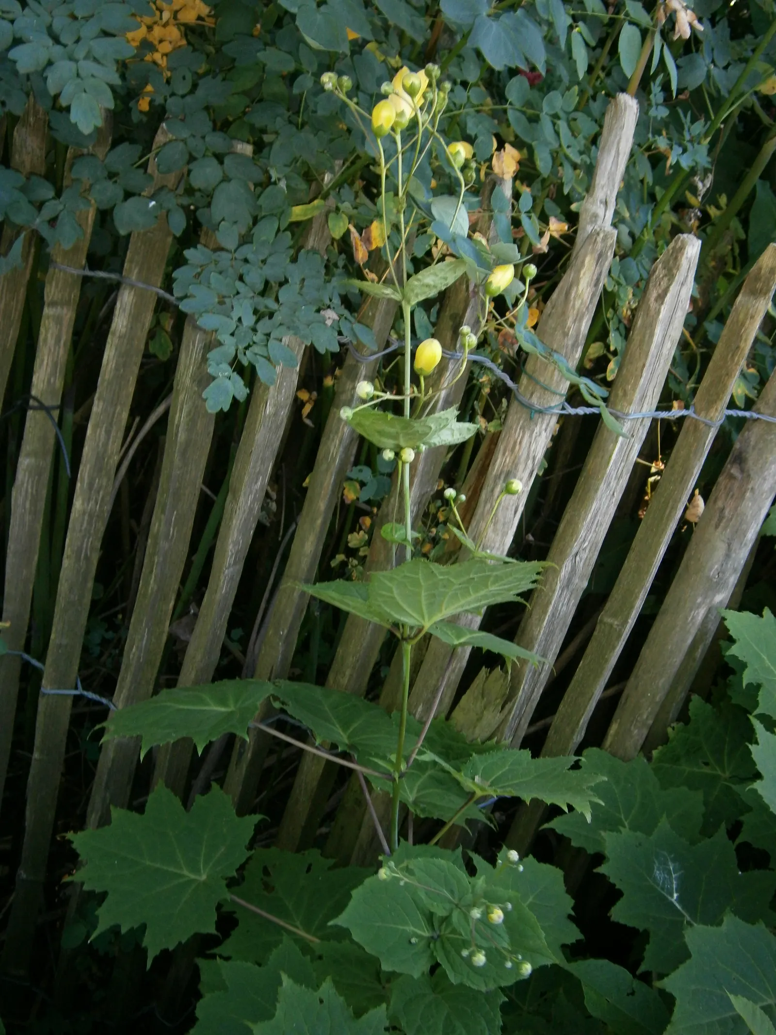 Kirengeshoma (Kirengeshoma Koreana) — yellow flowers in the garden