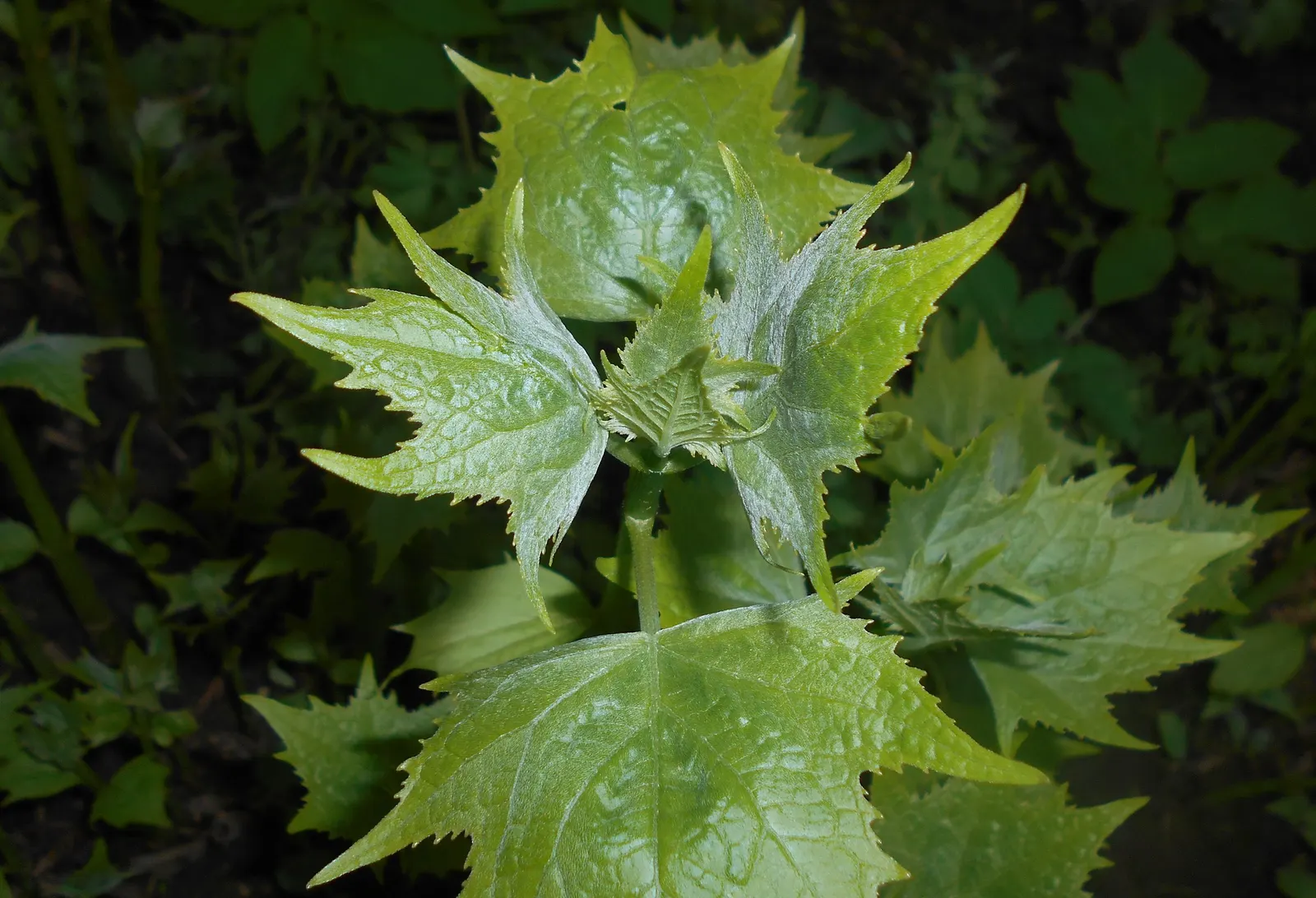 Kirengeshoma (Kirengeshoma Koreana) — perennial with yellow blooms; providing a lush backdrop throughout the growing season.<br><br>From late summer into early