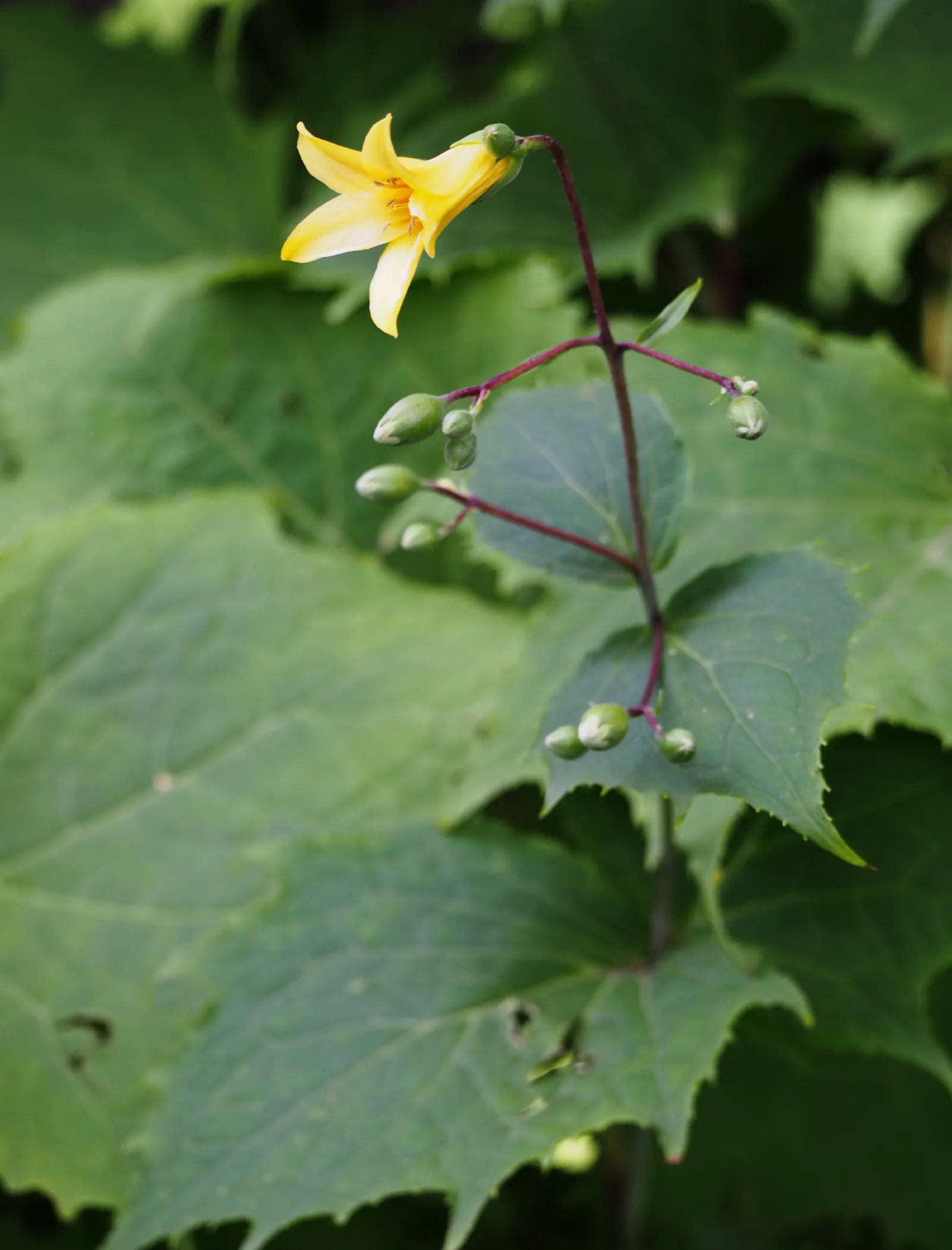 Kirengeshoma (Kirengeshoma Koreana) — is an elegant herbaceous perennial that brings a touch of understated beauty to partial and full shade gardens; more