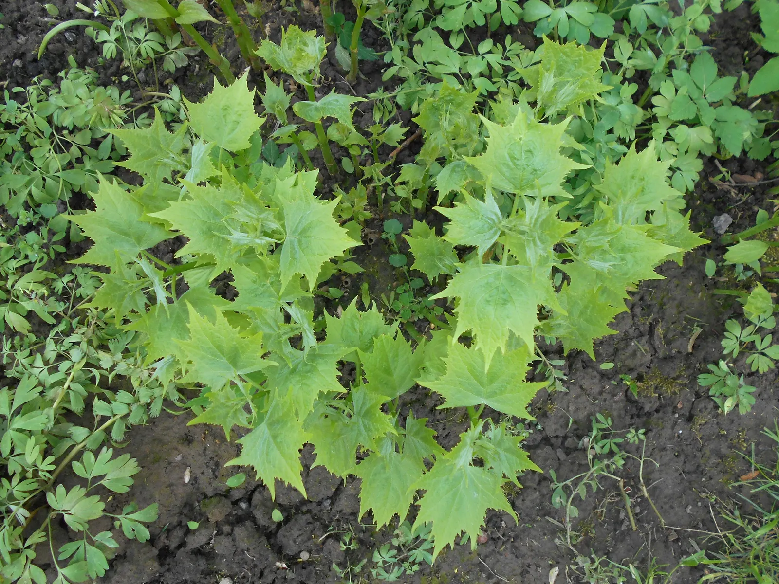 Kirengeshoma (Kirengeshoma Koreana) — rarely suffering from pest and disease problems; is an elegant herbaceous perennial that brings a touch of understated