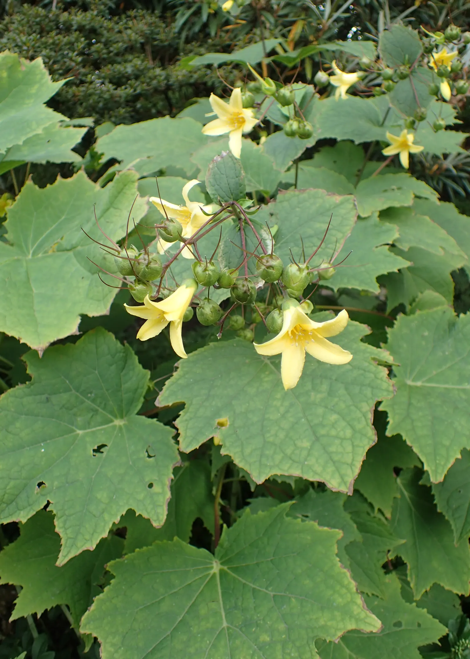Kirengeshoma (Kirengeshoma Koreana) — The delicate bell-shaped blooms are approximately 1 to 1.5 inches in length and dangle from arching stems, image 61