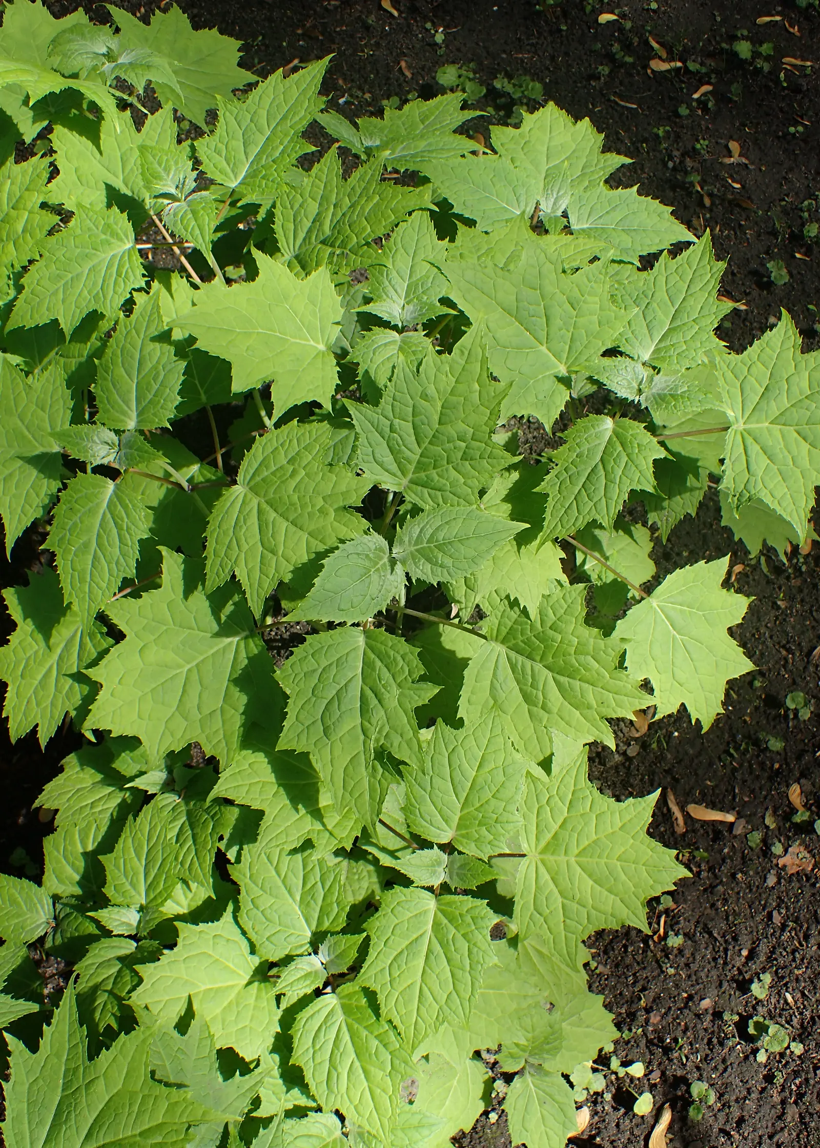 Kirengeshoma (Kirengeshoma Koreana) — more commonly referred to as Korean kirengeshoma; perennial for deep shade or shade
