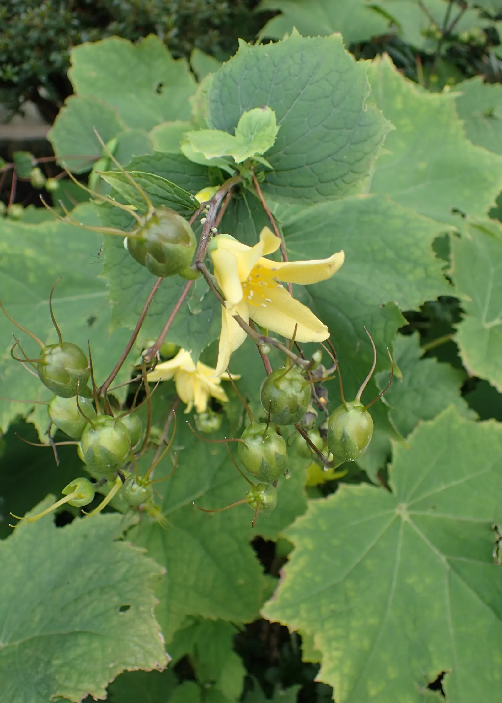 Kirengeshoma (Kirengeshoma Koreana) — Its maple-like leaves offer a lush backdrop, reaching up to 3 feet in height and spread; is a shade-loving, image 50