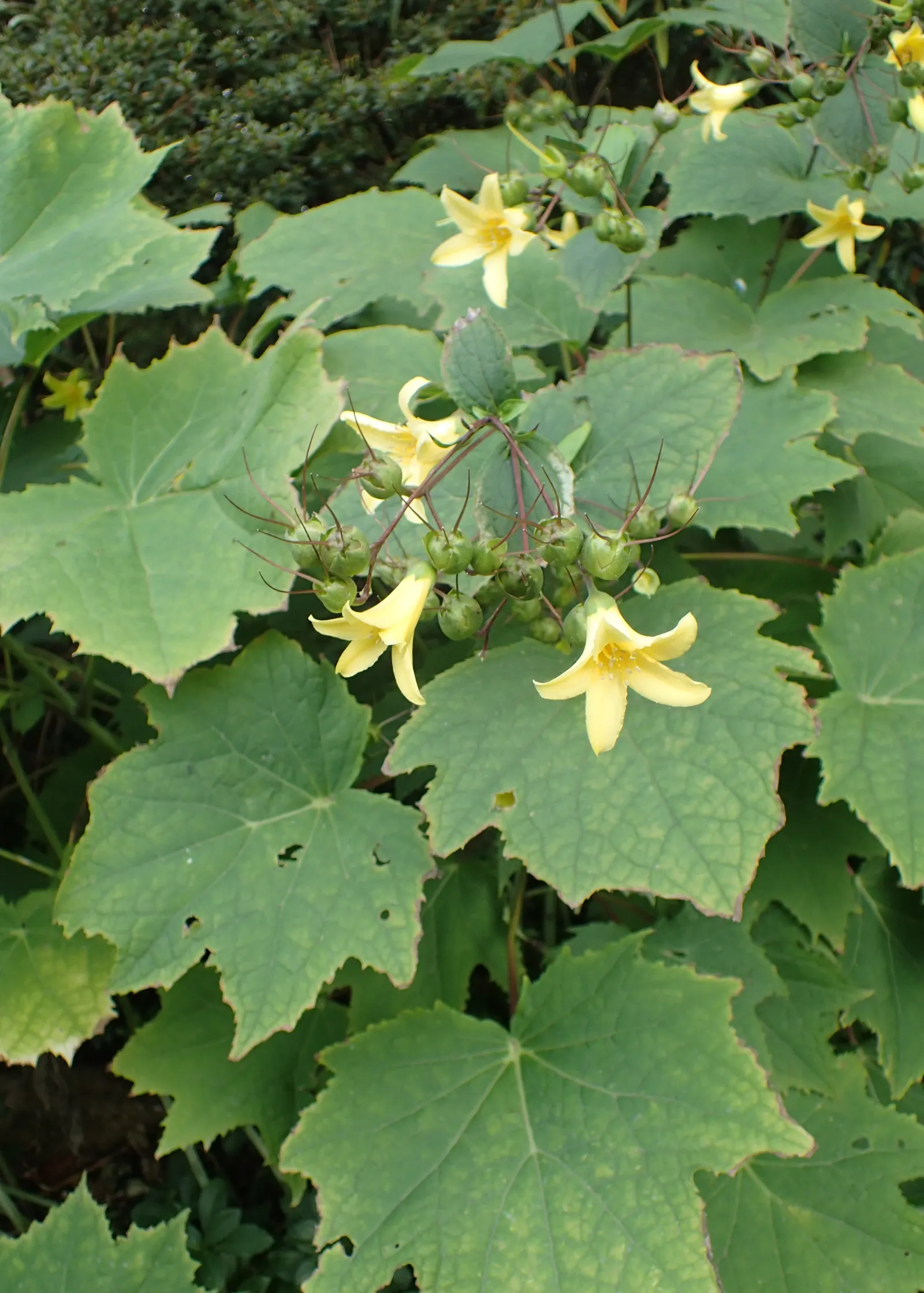 Kirengeshoma (Kirengeshoma Koreana) — heart-shaped leaves that exhibit a rich green hue and can extend up to 6 inches in length, image 58