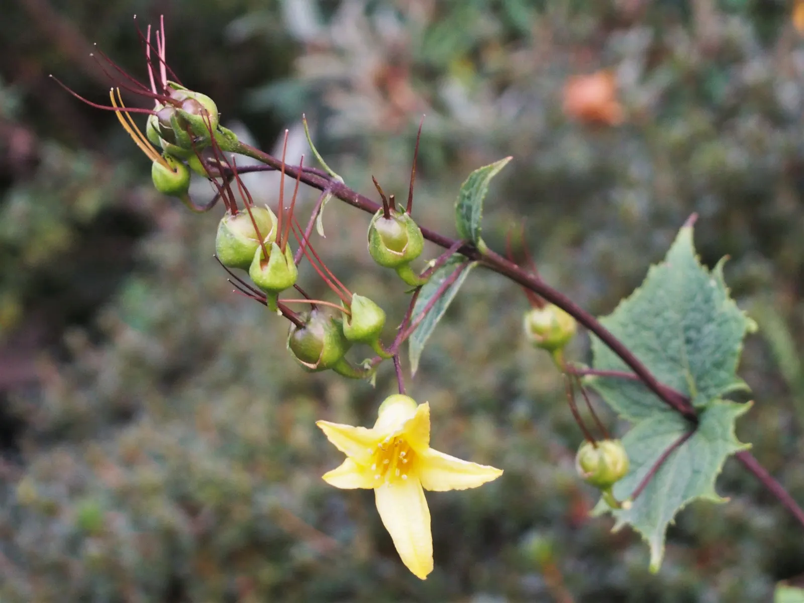 Kirengeshoma (Kirengeshoma Koreana) — Moreover, it offers the added benefit of being deer resistant