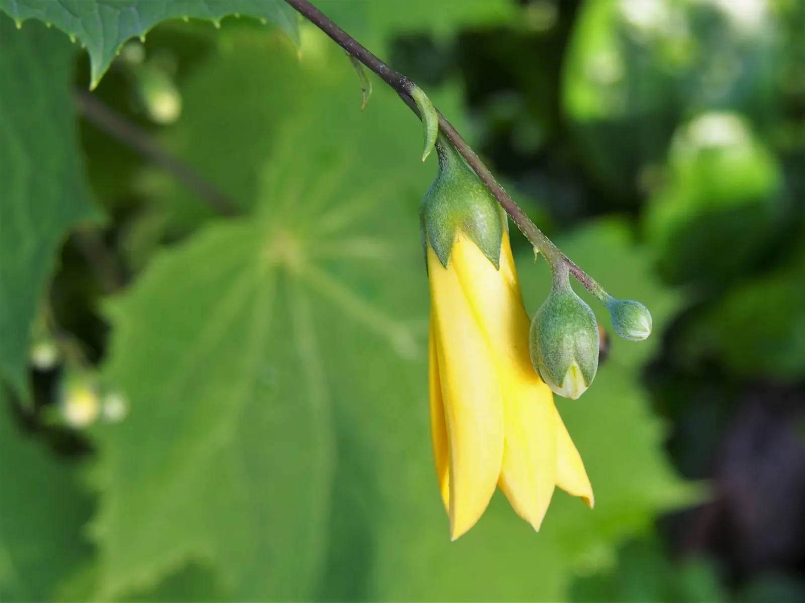 Kirengeshoma (Kirengeshoma Koreana) — providing a lush backdrop throughout the growing season.<br><br>From late summer into early fall; moreover, image 59