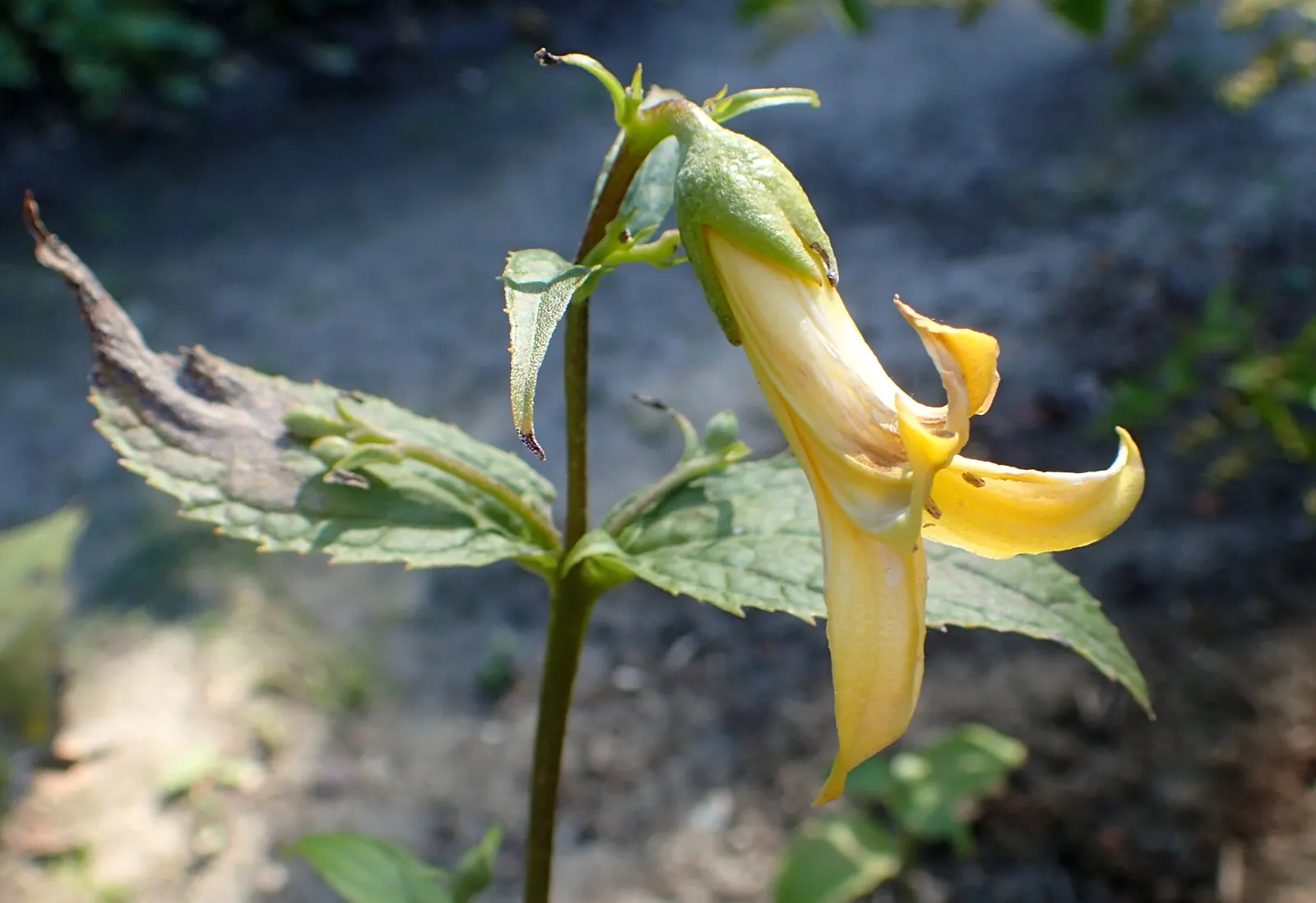 Kirengeshoma (Kirengeshoma Koreana) — This refined woodland plant originates from the understory of Korean forests